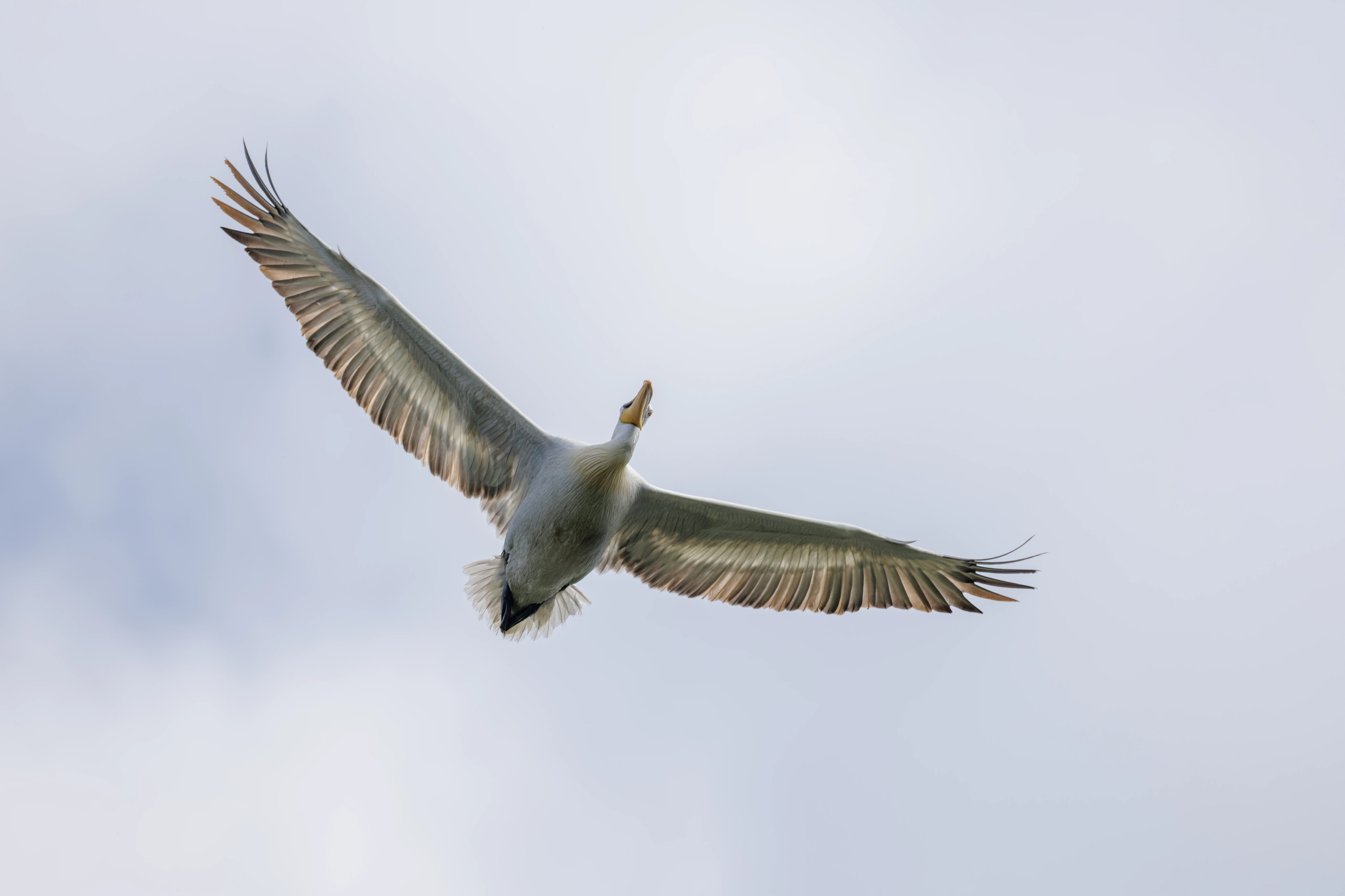 Dalmatian Pelican in flight, Danube Delta, Romania — photo by Orlando Prugel-Bennett
