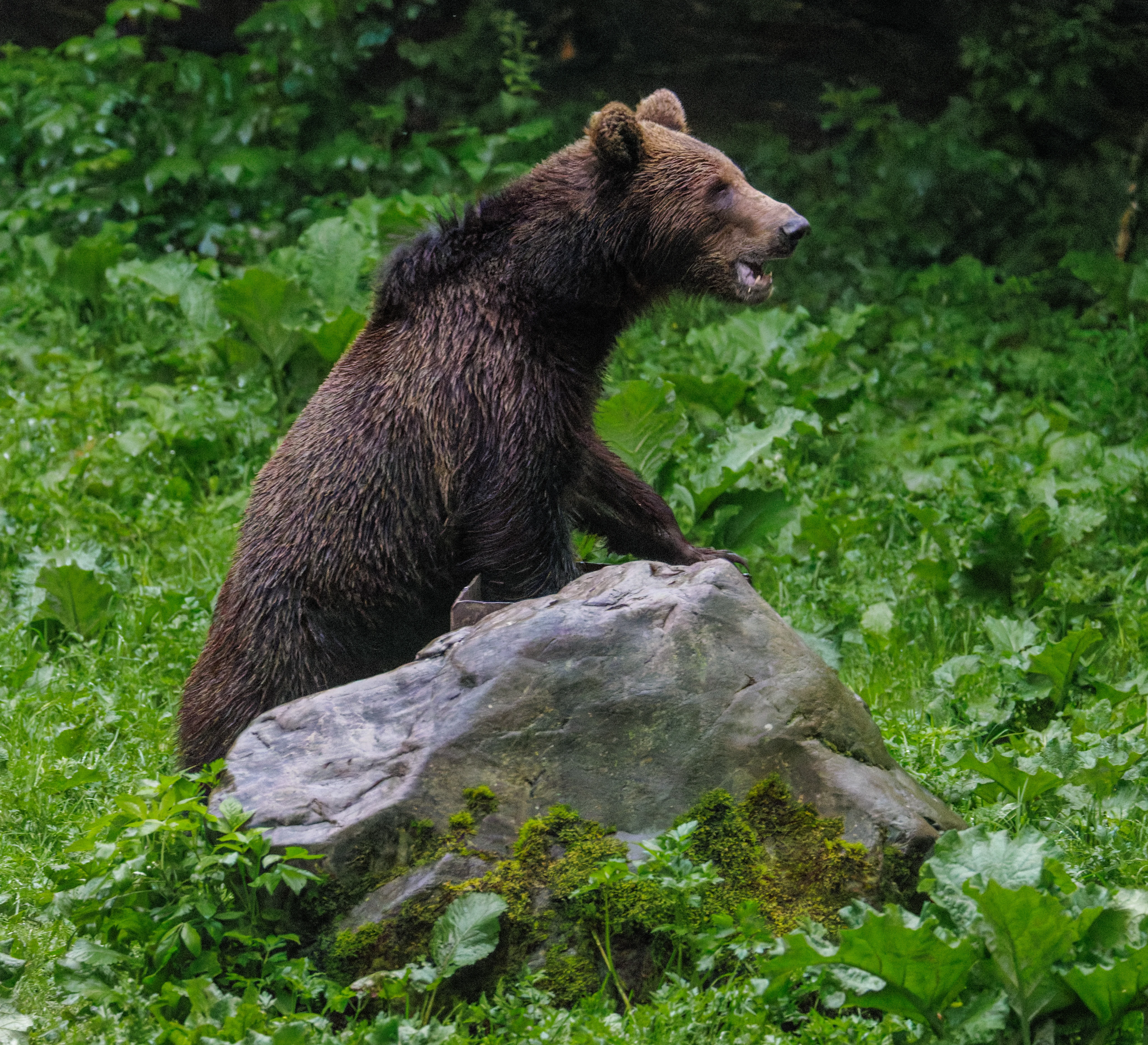 Brown Bear, Transylvania, Romania — photo by Orlando Prugel-Bennett