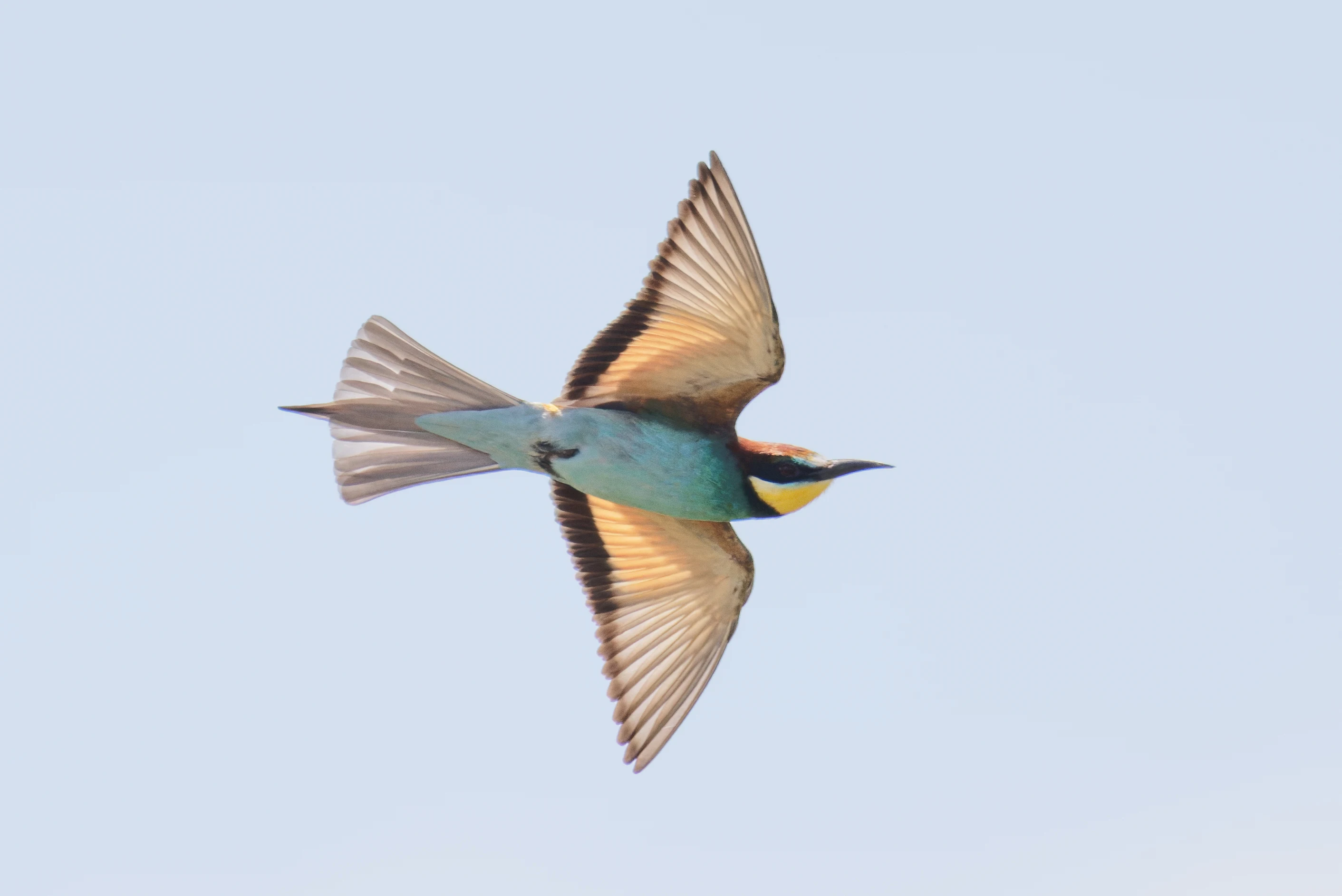 European Bee-eater, Danube Delta, Romania — photo by Orlando Prugel-Bennett
