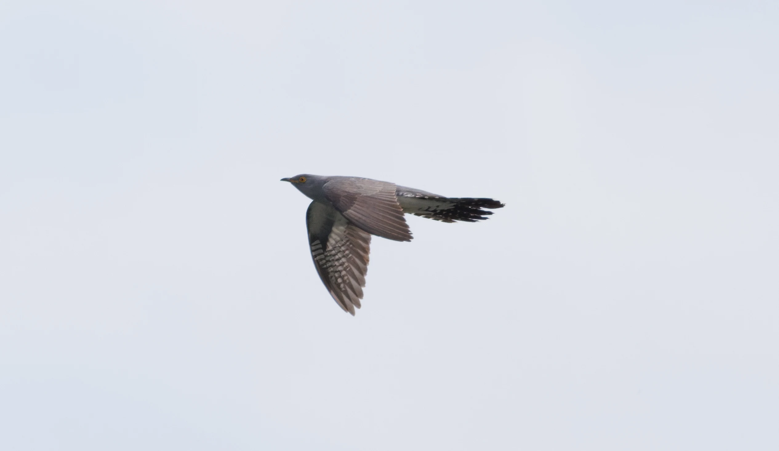 Common Cuckoo, Danube Delta, Romania — photo by Orlando Prugel-Bennett