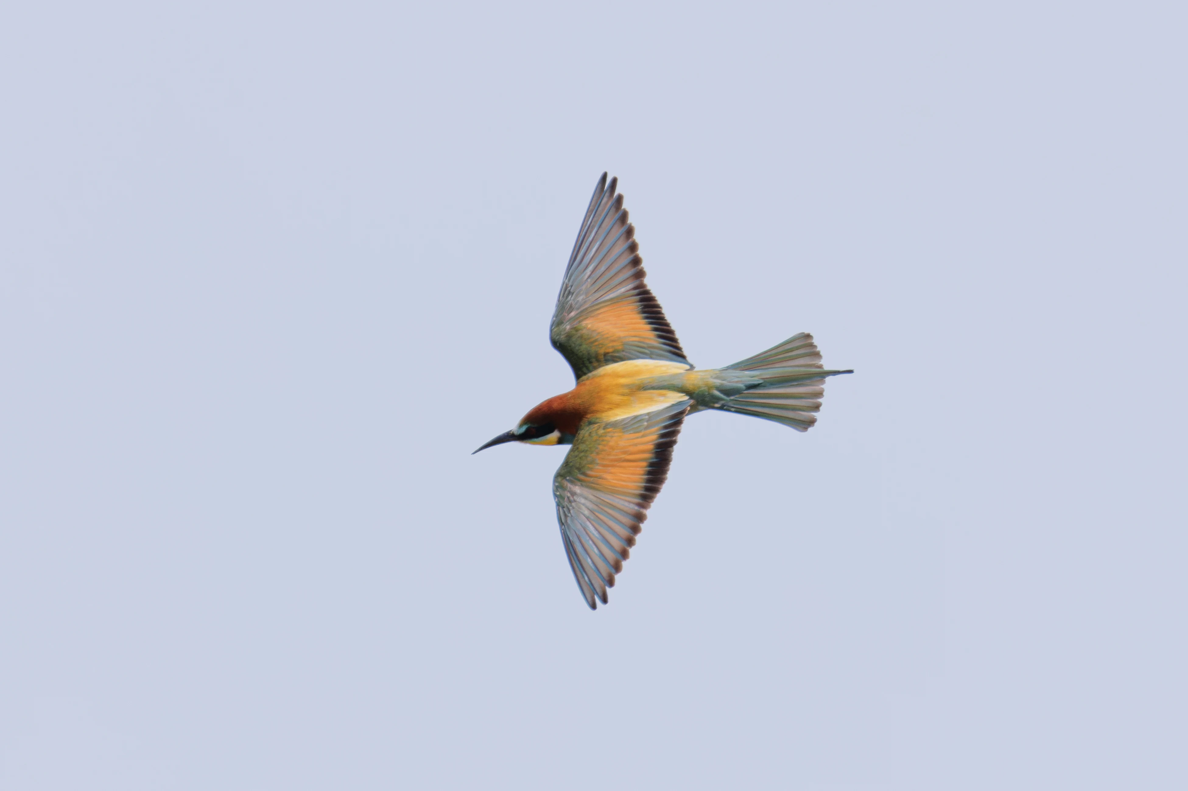 European Bee-eater, Danube Delta, Romania — photo by Orlando Prugel-Bennett