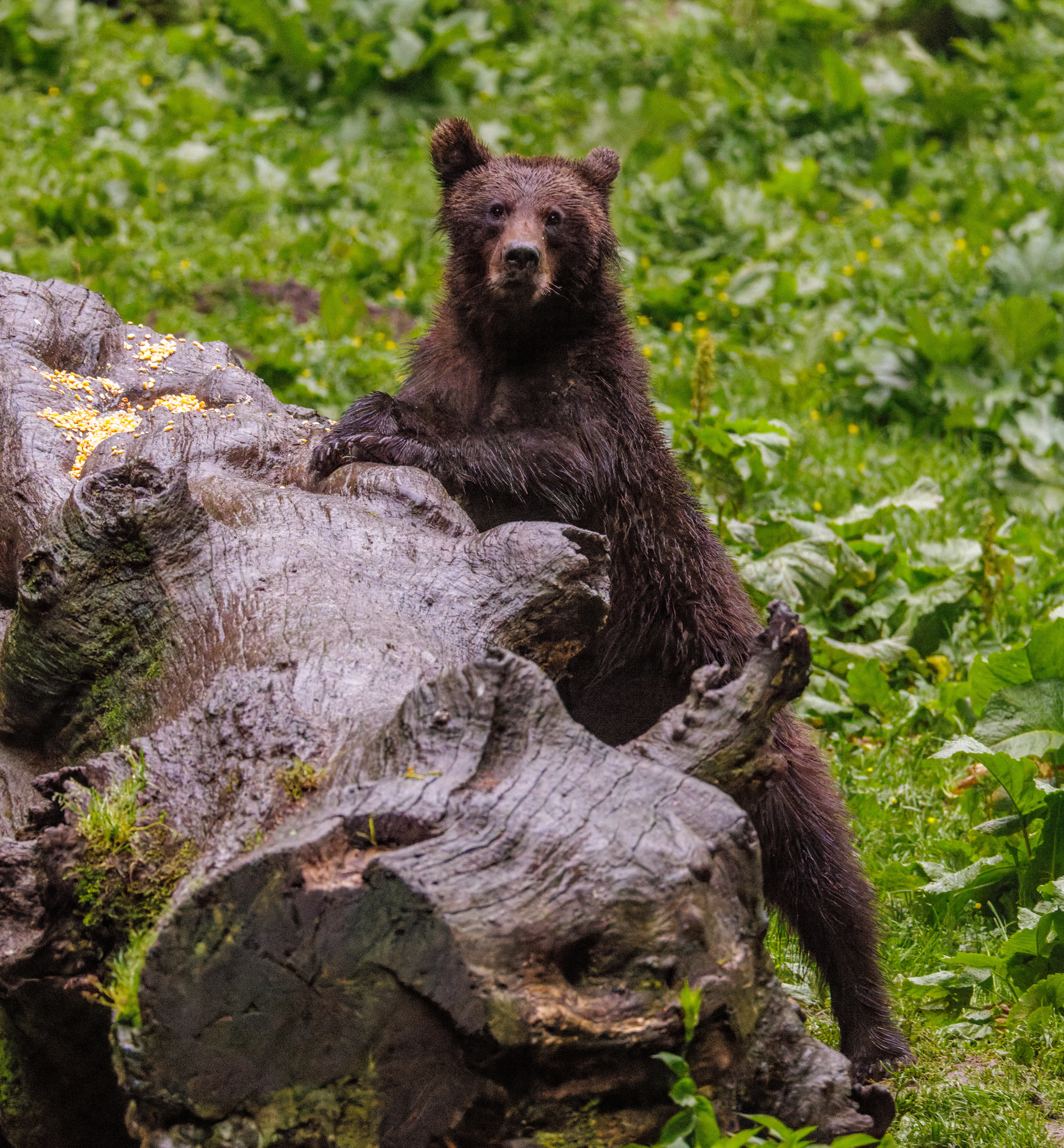 Brown Bear, Transylvania, Romania — photo by Orlando Prugel-Bennett
