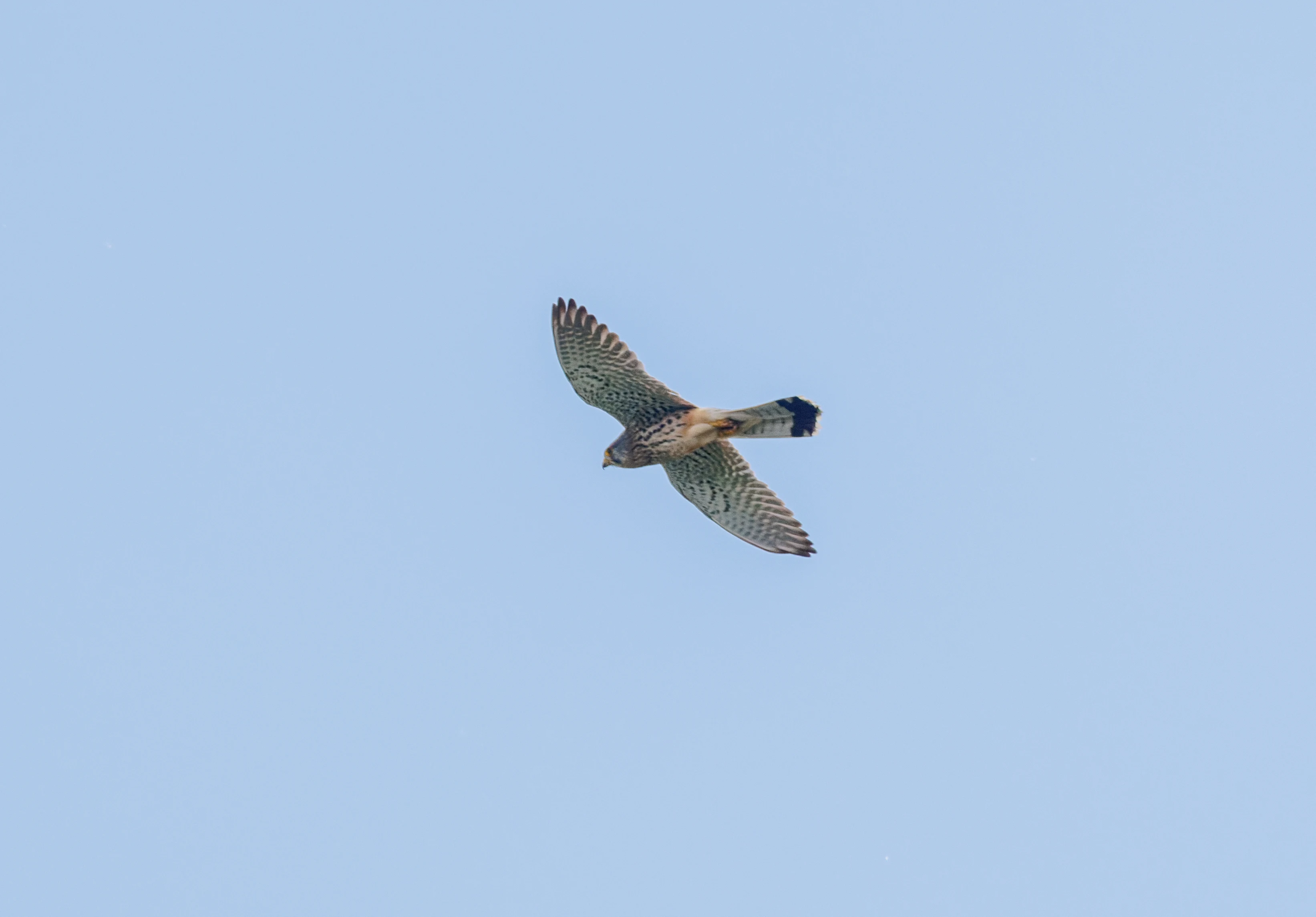 Common Kestrel, Danube Delta, Romania — photo by Orlando Prugel-Bennett
