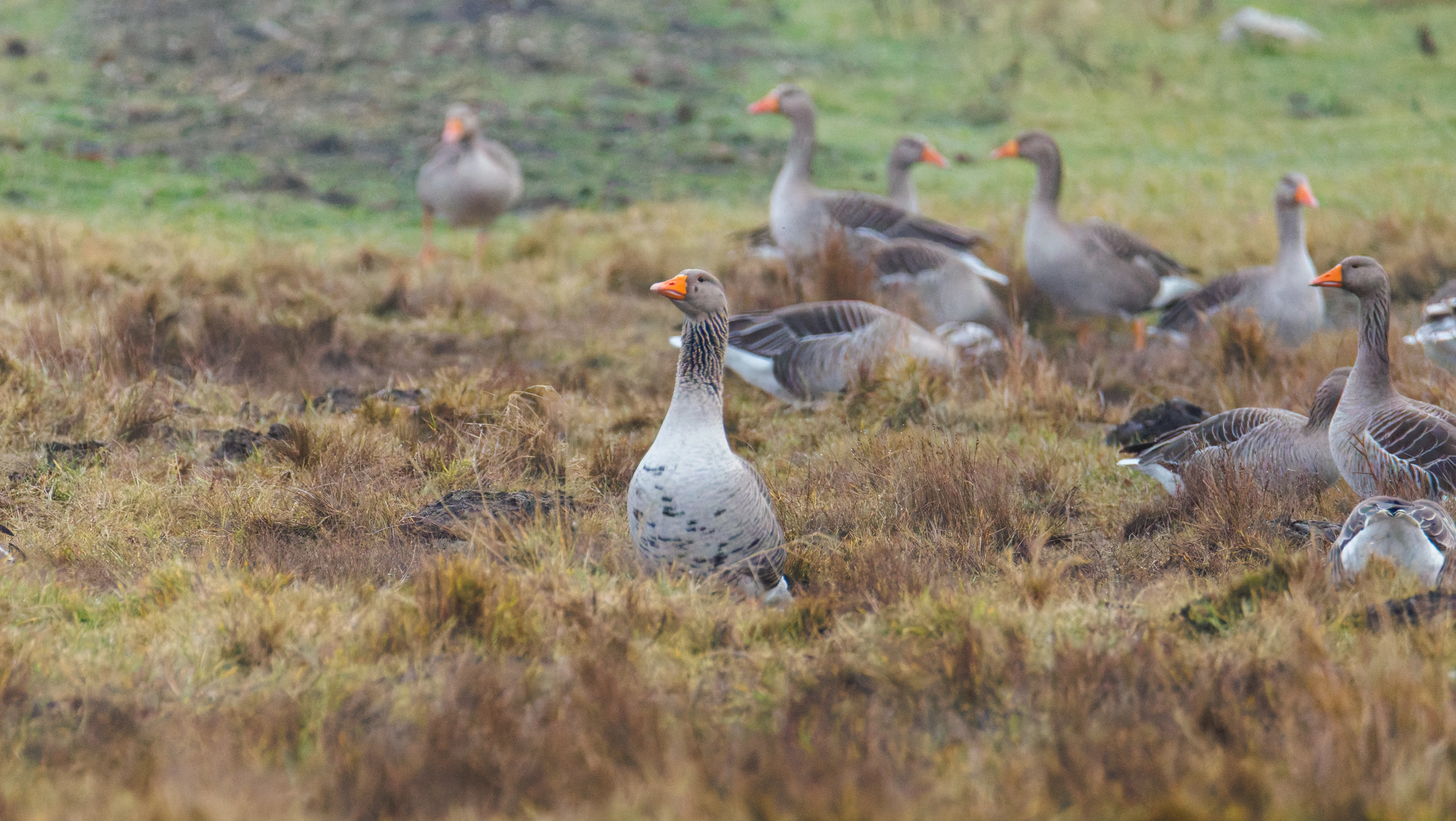 Greylag Geese, Zeeland, Netherlands — photo by Orlando Prugel-Bennett