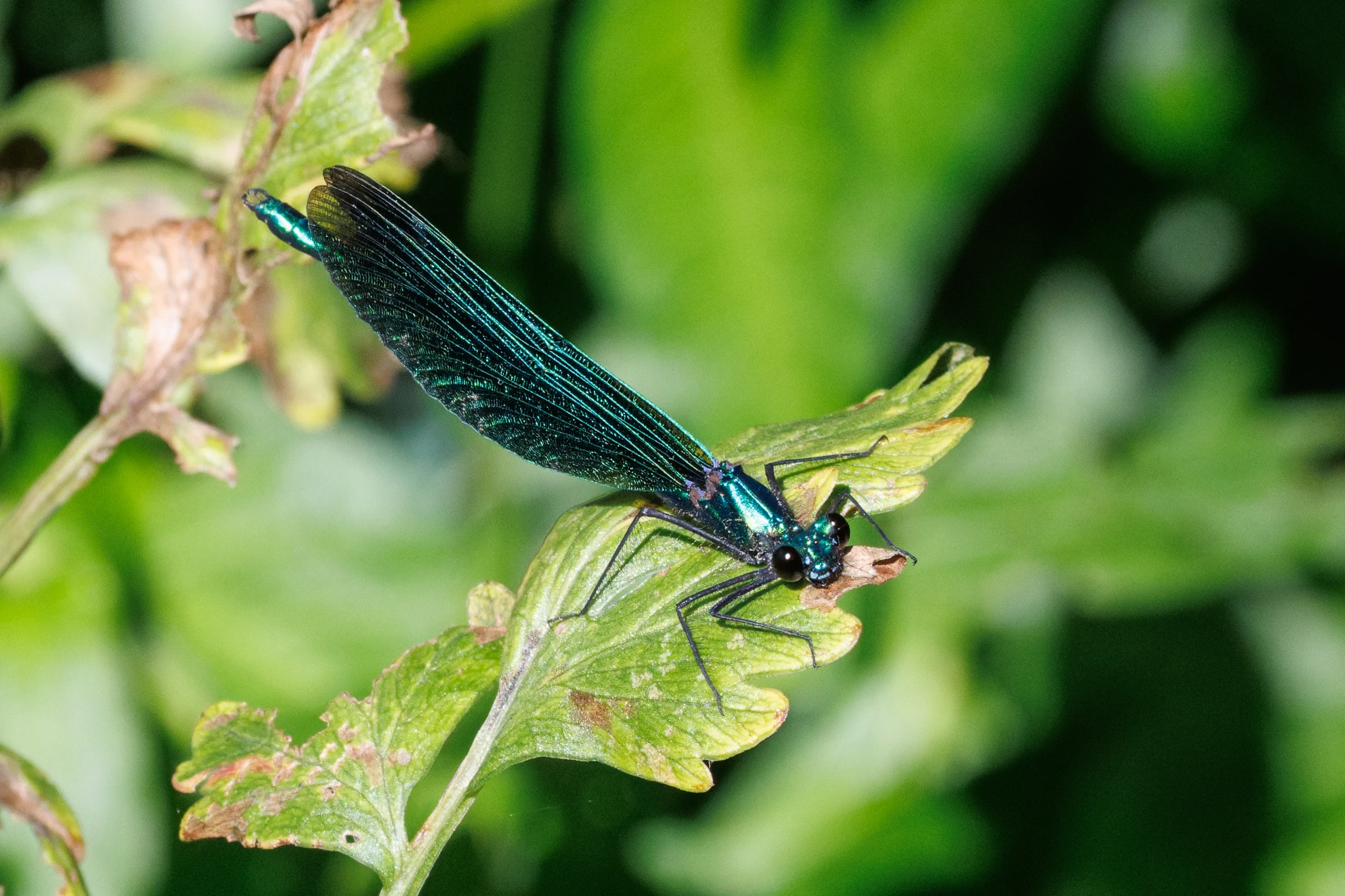 Banded Demoiselle, Knepp, Horsham, West Sussex, UK — photo by Orlando Prugel-Bennett