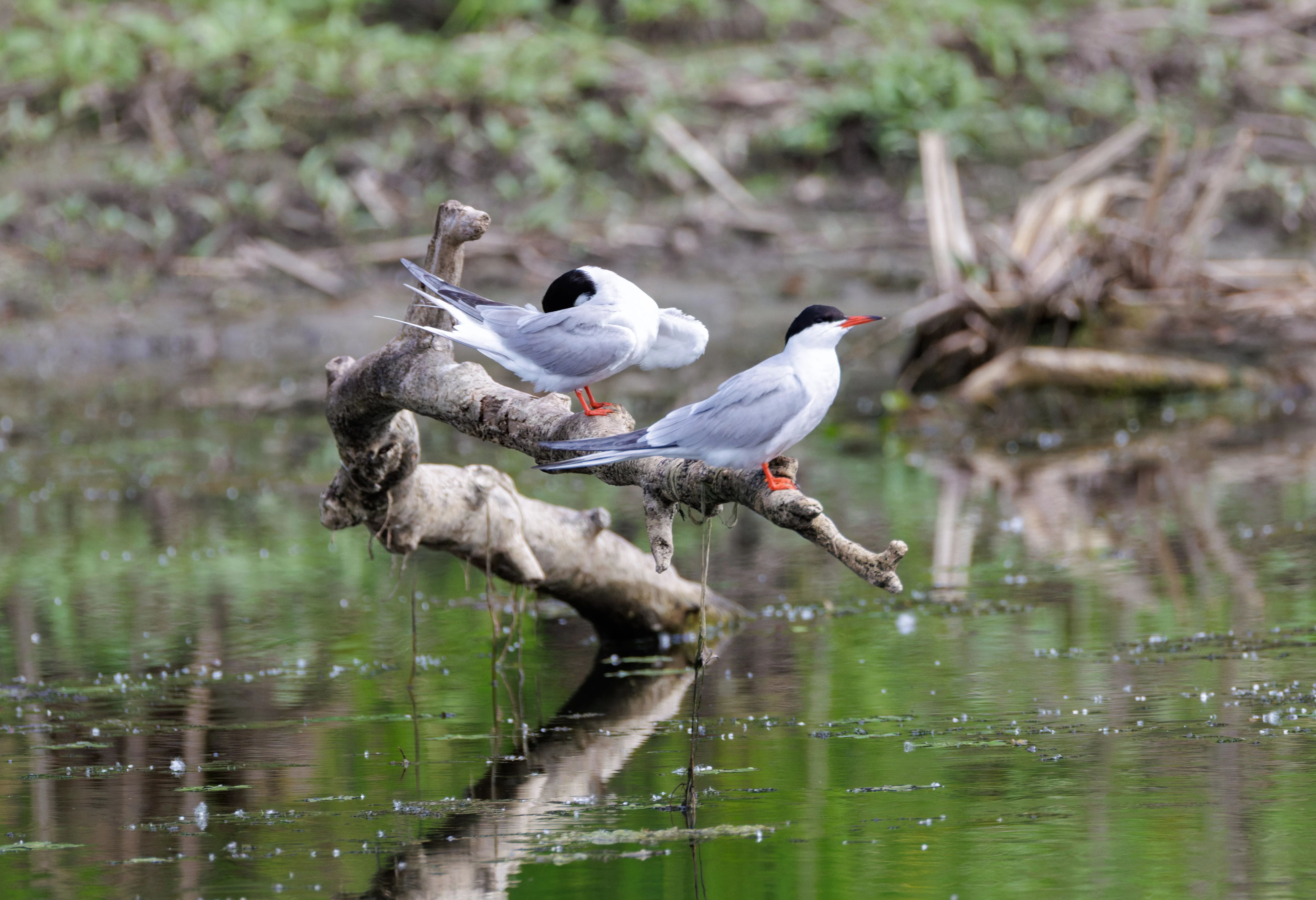 Whiskered Terns, Danube Delta, Romania — photo by Orlando Prugel-Bennett