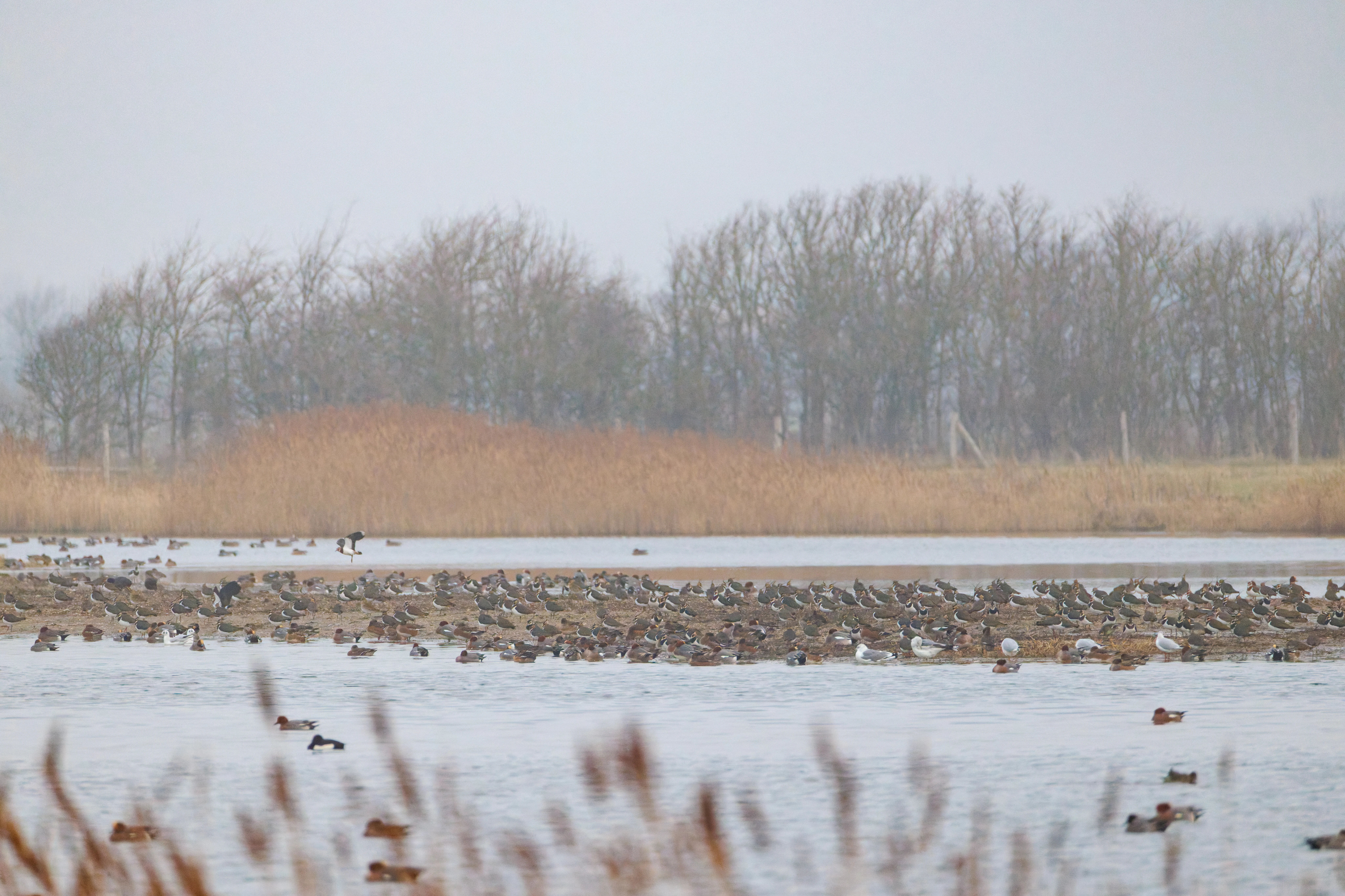 Eurasian Wigeon and Northern Lapwing flock, Zeeland, Netherlands — photo by Orlando Prugel-Bennett