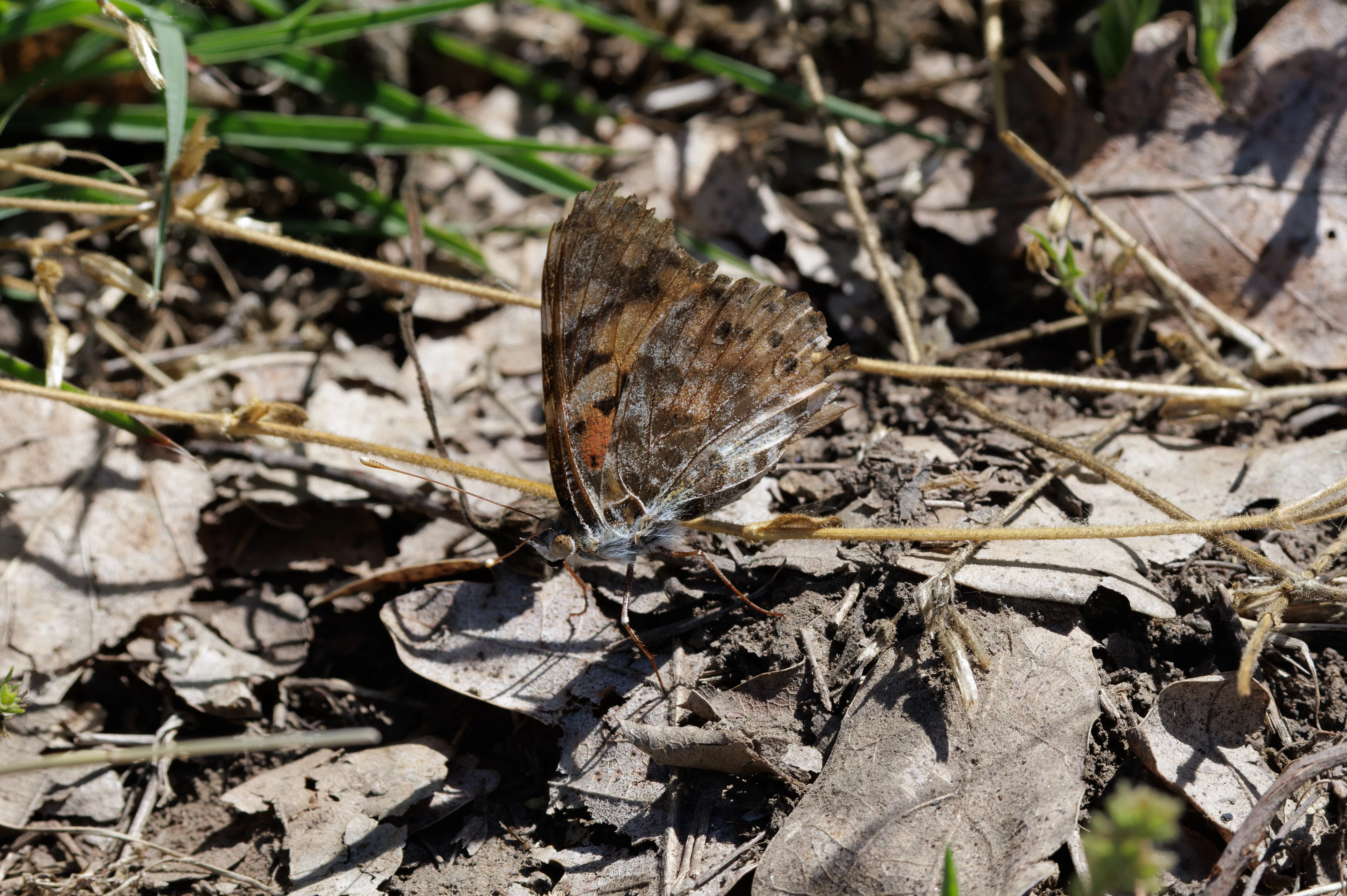 Red Admiral butterfly, Romanian Steppe, Romania — photo by Orlando Prugel-Bennett