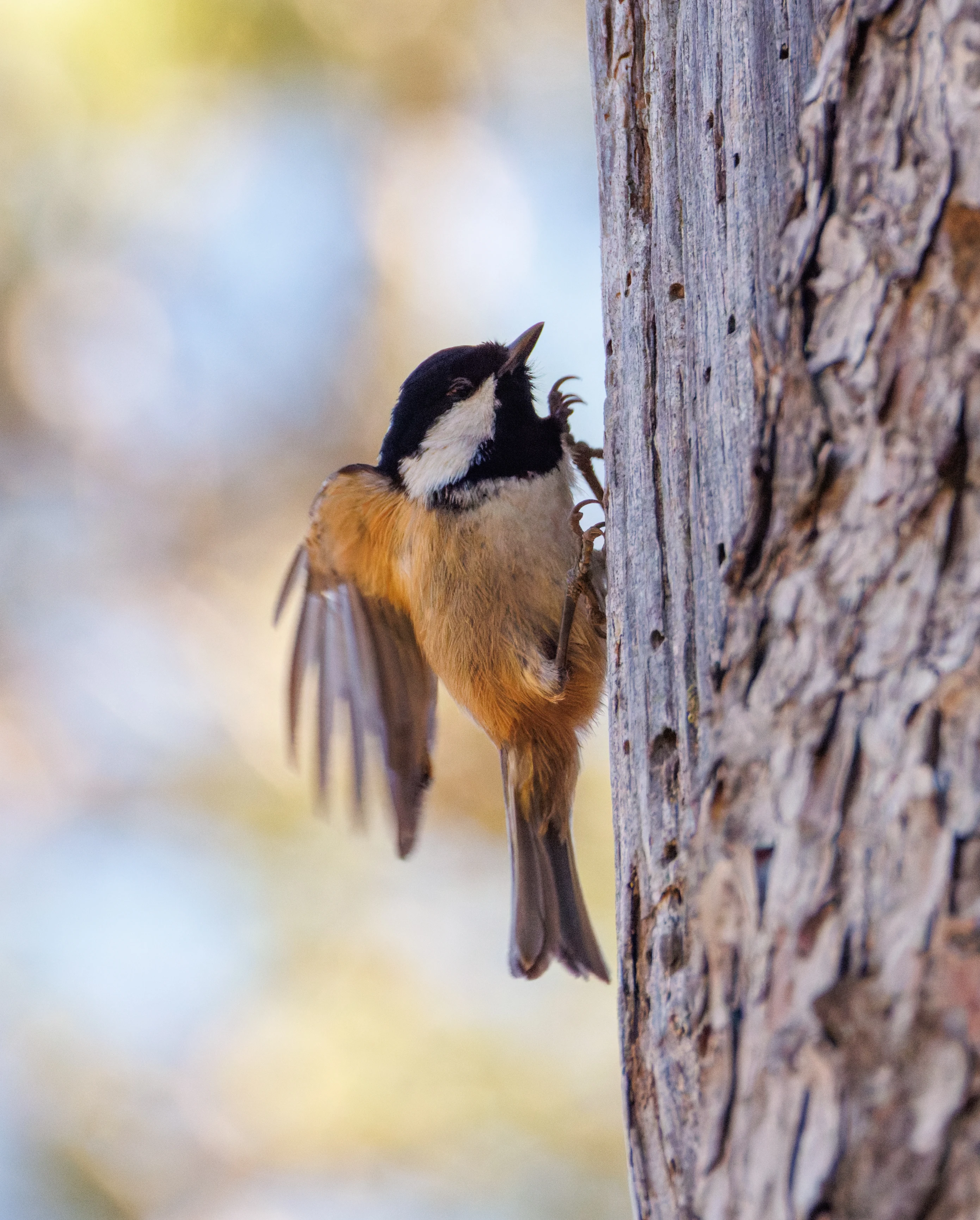 Coal Tit, Maigmo, Alicante, Spain — photo by Orlando Prugel-Bennett