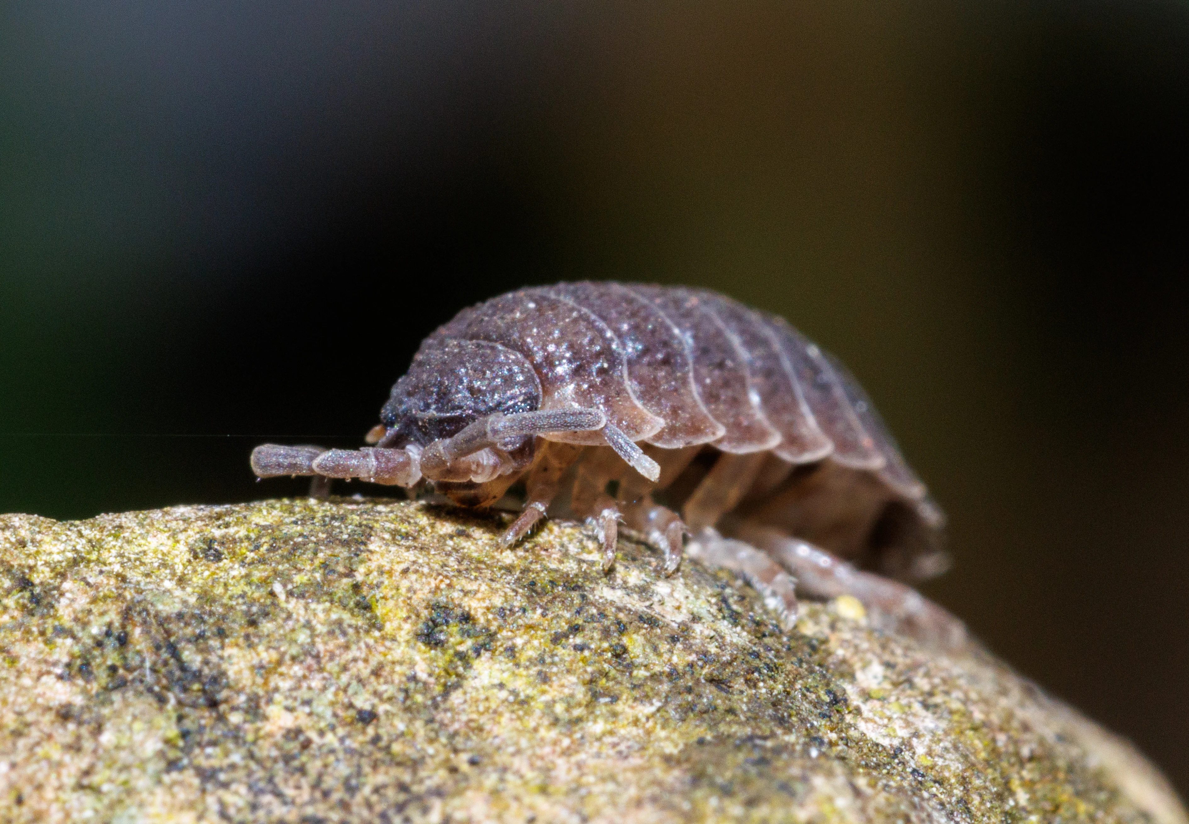 Common Rough Woodlouse, Eling, Hampshire, UK — photo by Orlando Prugel-Bennett
