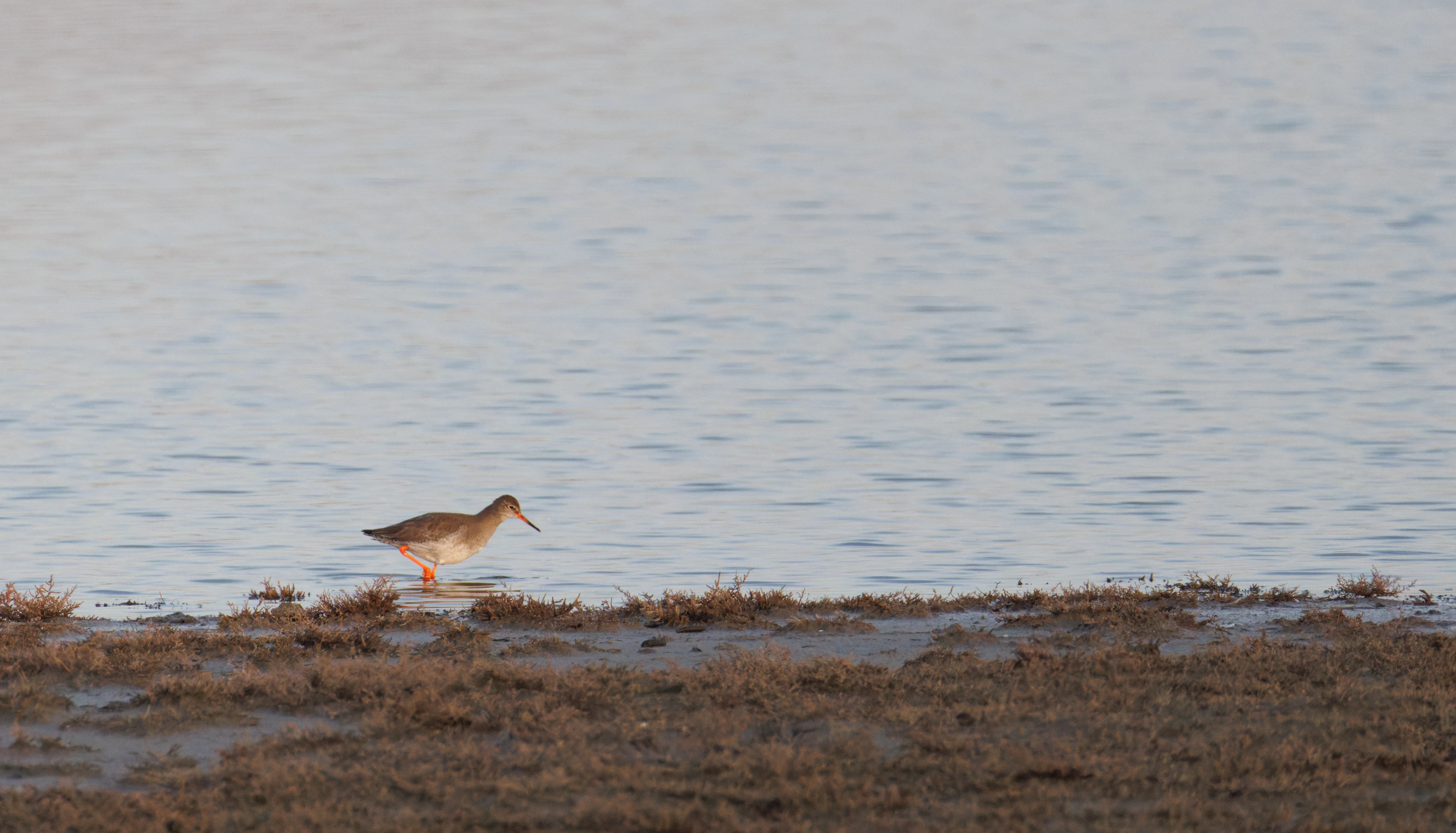 Common Redshank, Zeeland, Netherlands — photo by Orlando Prugel-Bennett