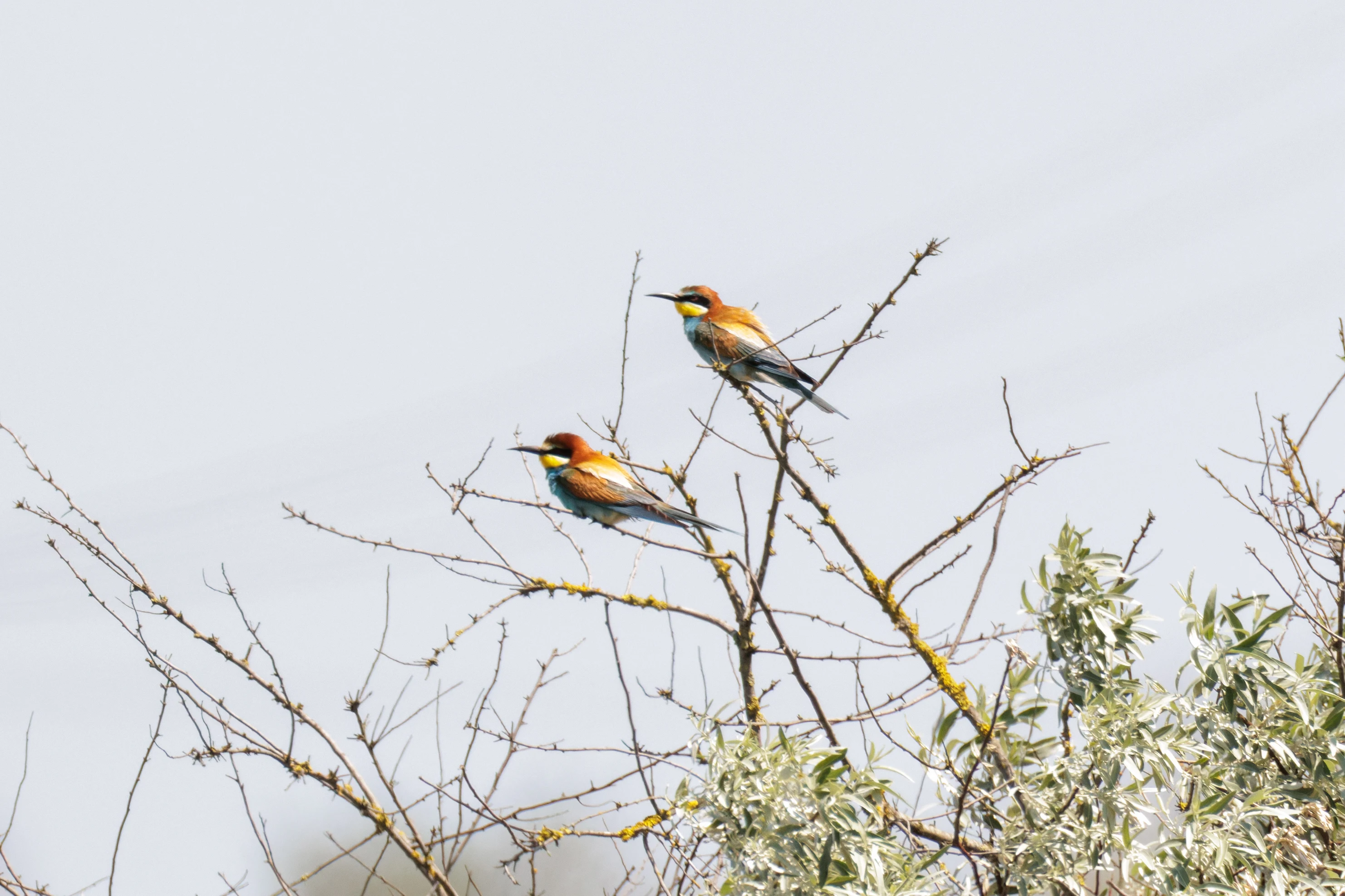 European Bee-eaters, Danube Delta, Romania — photo by Orlando Prugel-Bennett