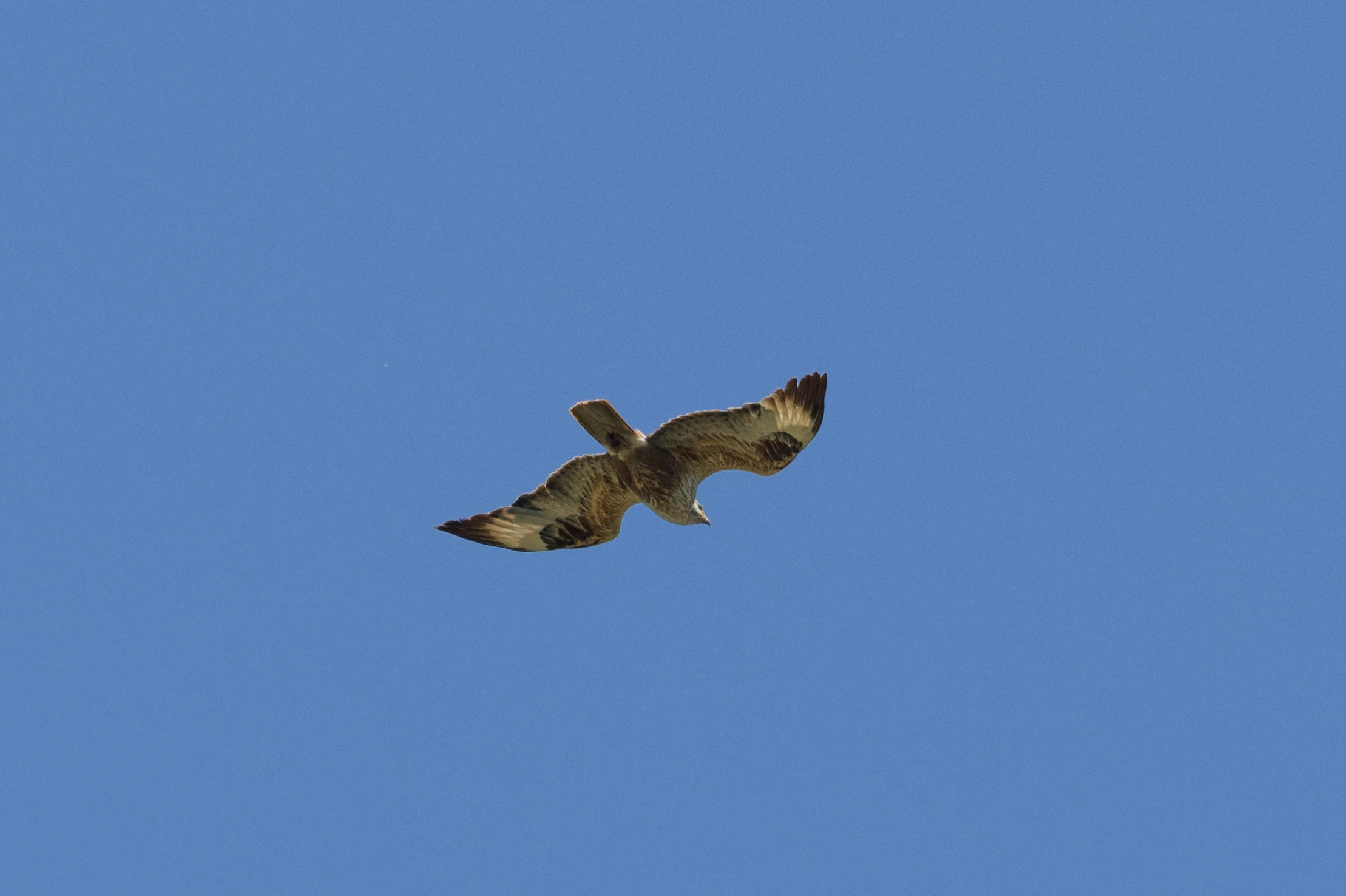 Buzzard, Romanian Steppe, Romania — photo by Orlando Prugel-Bennett