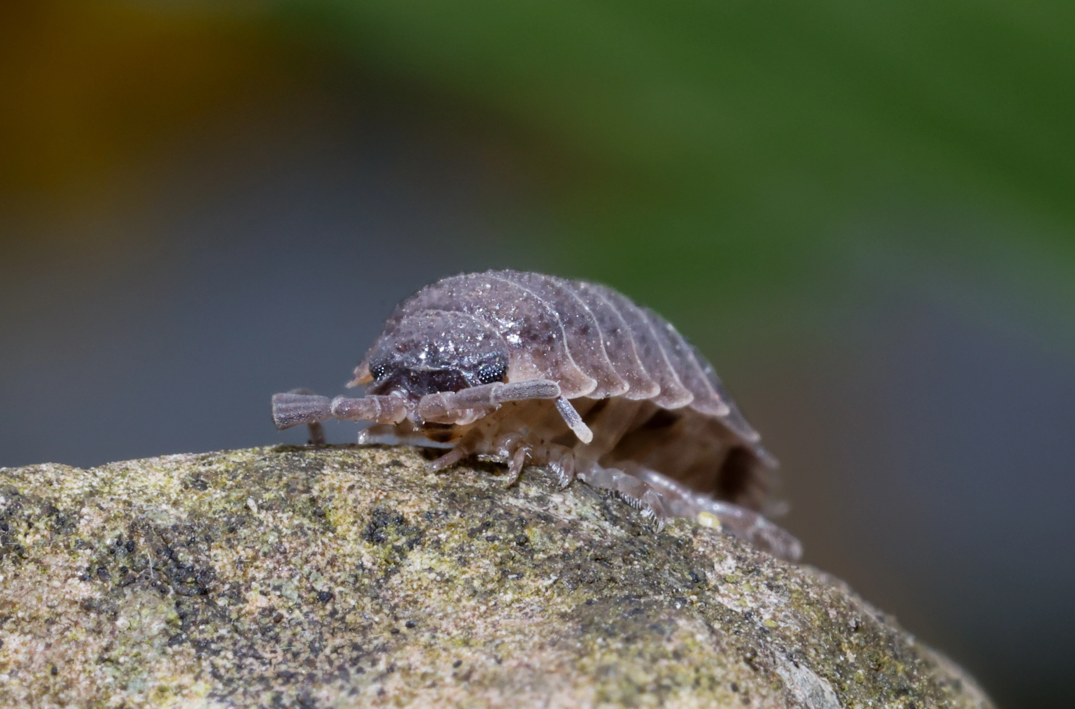 Common Rough Woodlouse, Eling, Hampshire, UK — photo by Orlando Prugel-Bennett