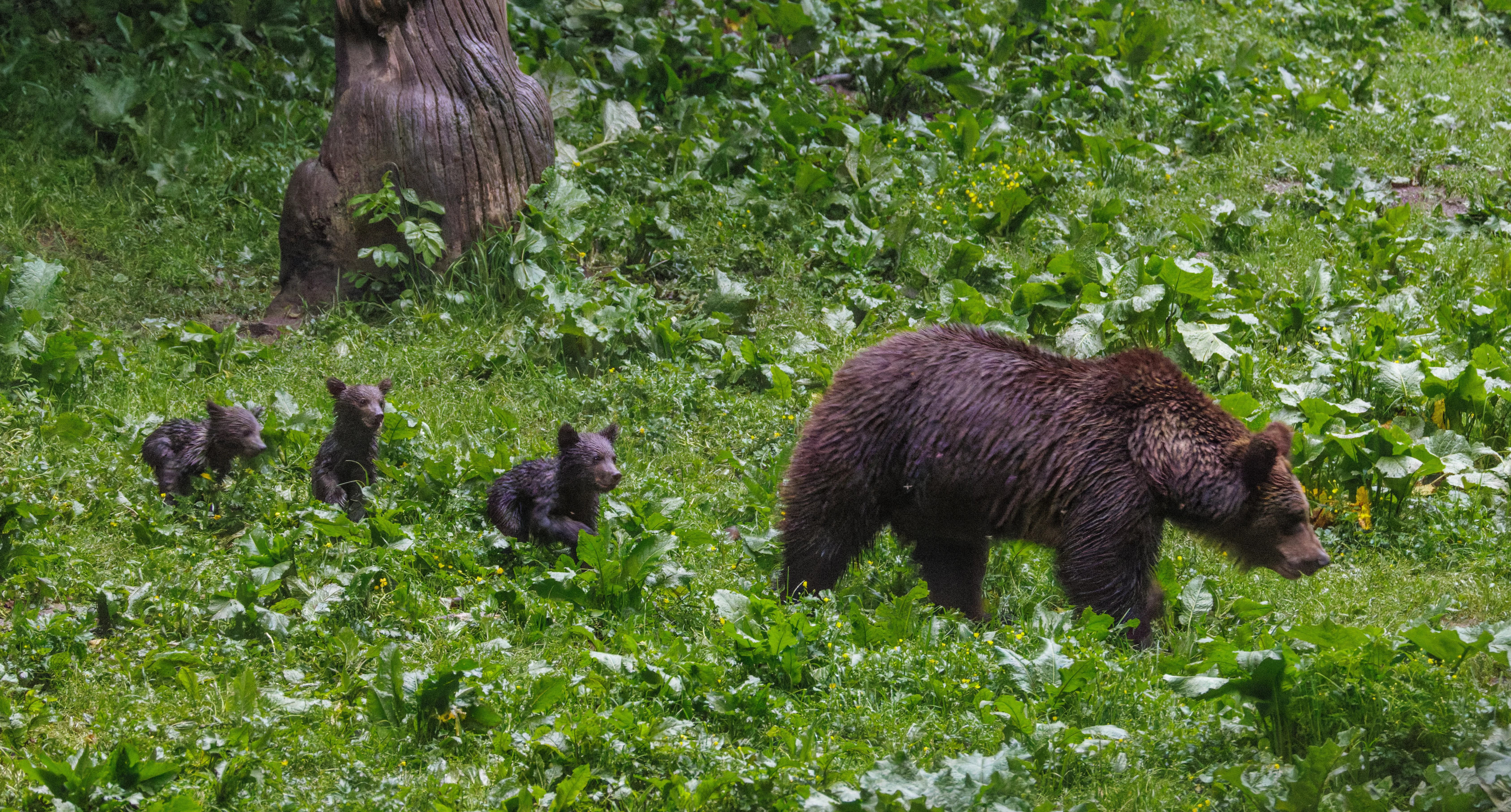 Brown Bear with Cubs, Transylvania, Romania — photo by Orlando Prugel-Bennett