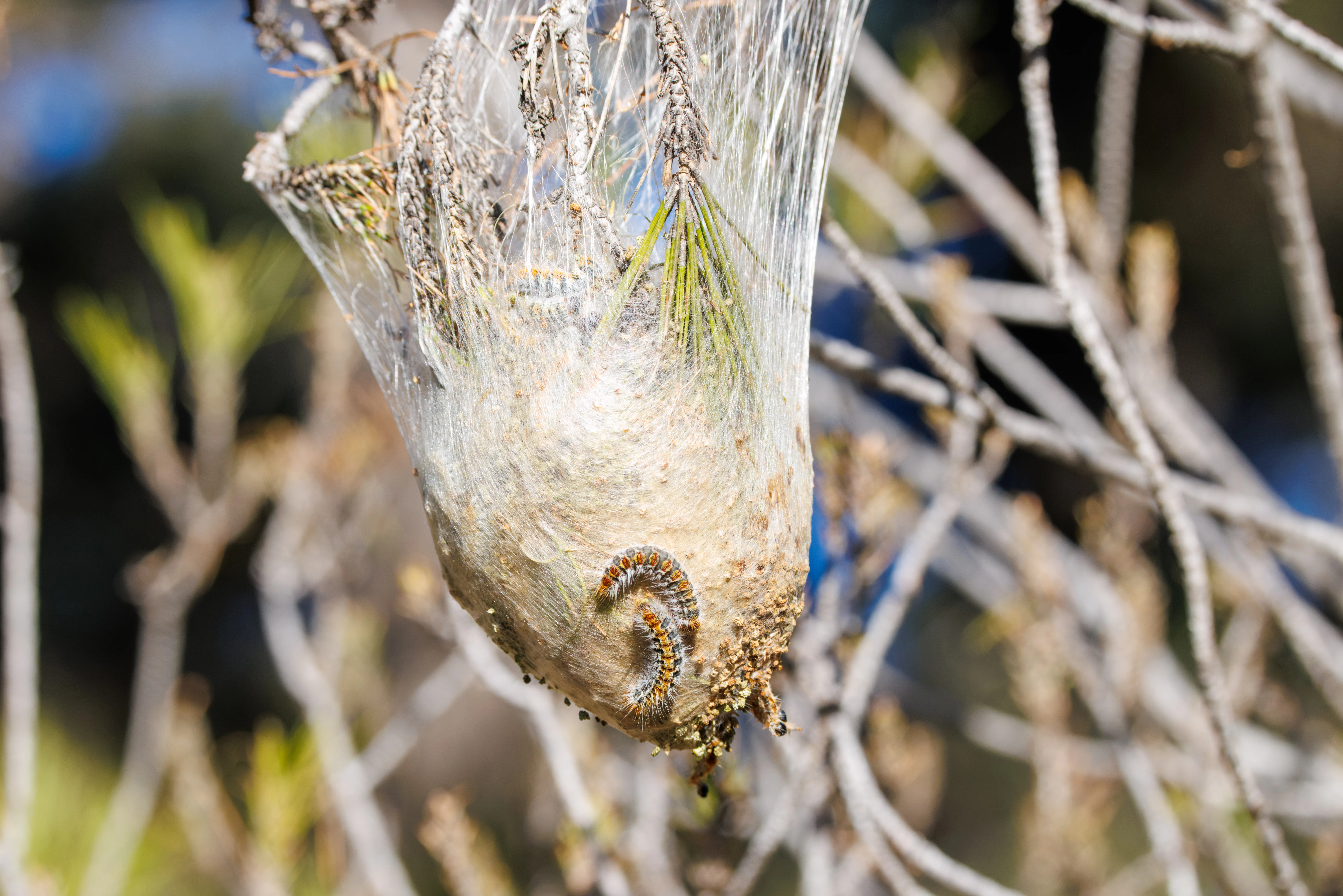 Pine Processionary Caterpillar Nest, Maigmo, Alicante, Spain — photo by Orlando Prugel-Bennett