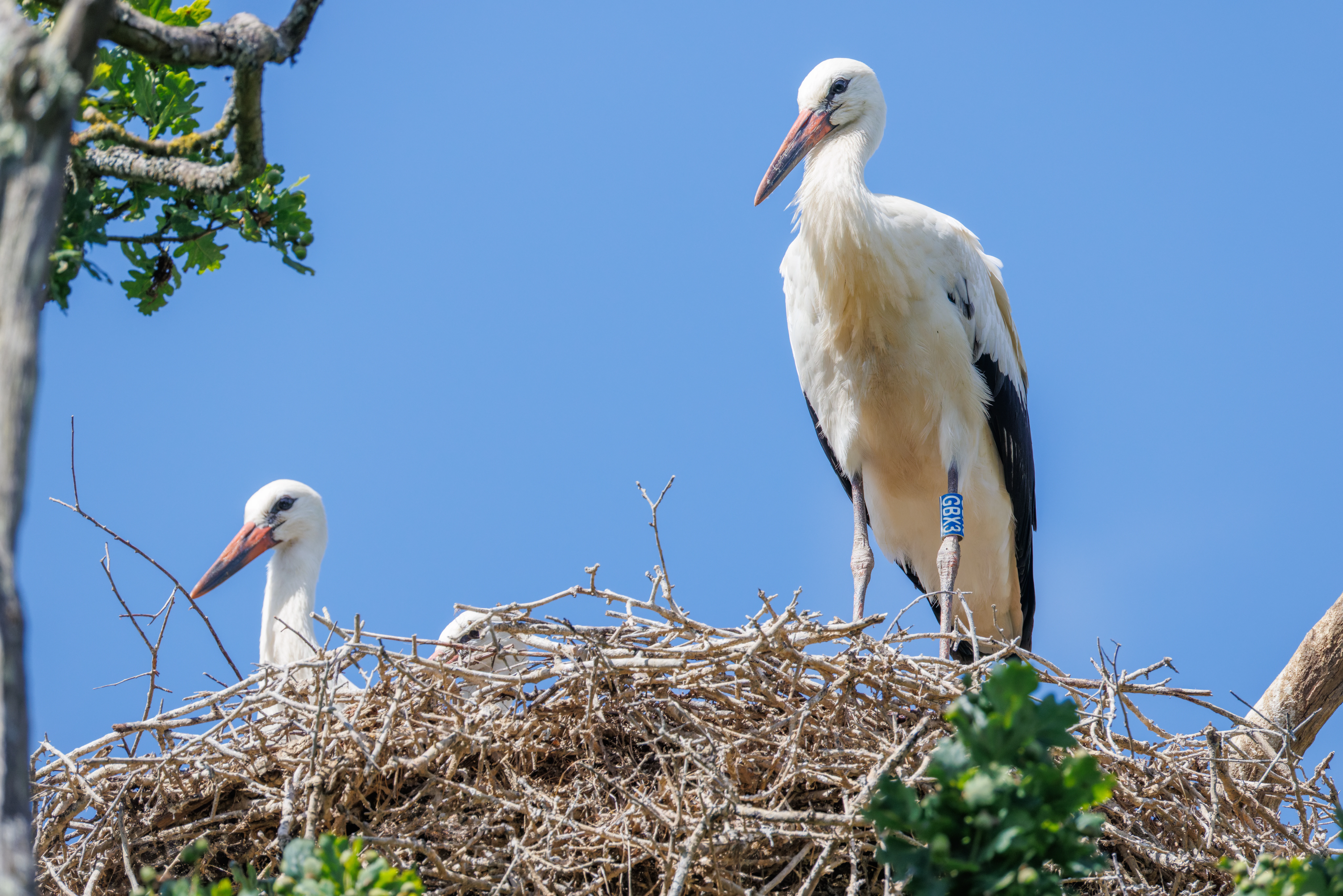 White Stork, Knepp, Horsham, West Sussex, UK — photo by Orlando Prugel-Bennett