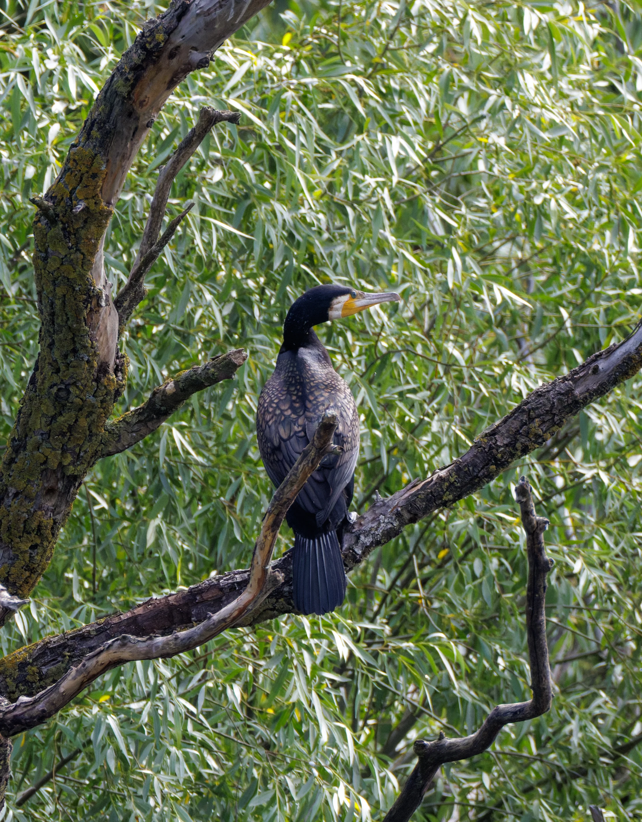 Great Cormorant, Danube Delta, Romania — photo by Orlando Prugel-Bennett