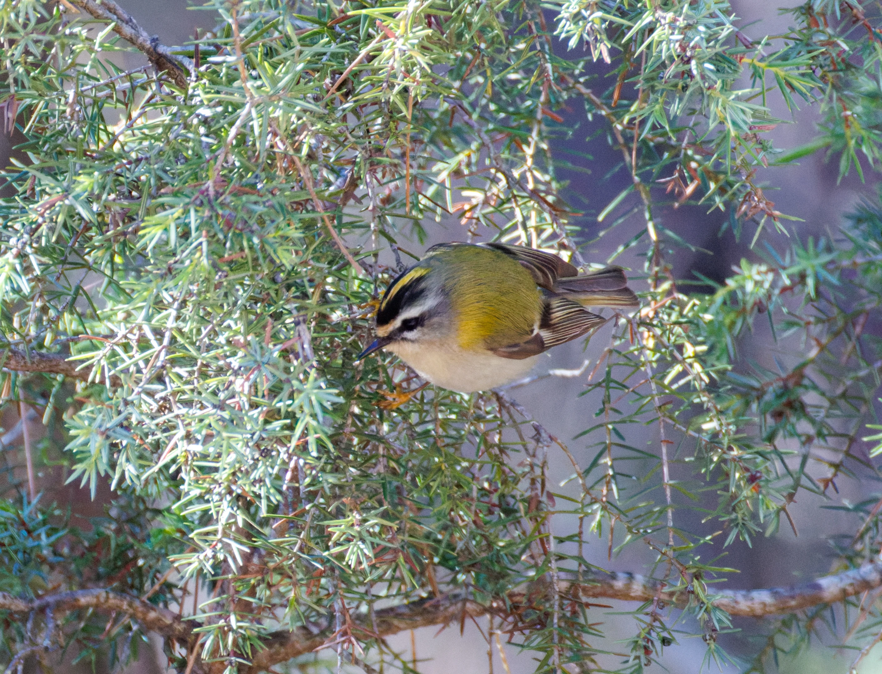 Firecrest, Maigmo, Alicante, Spain — photo by Orlando Prugel-Bennett