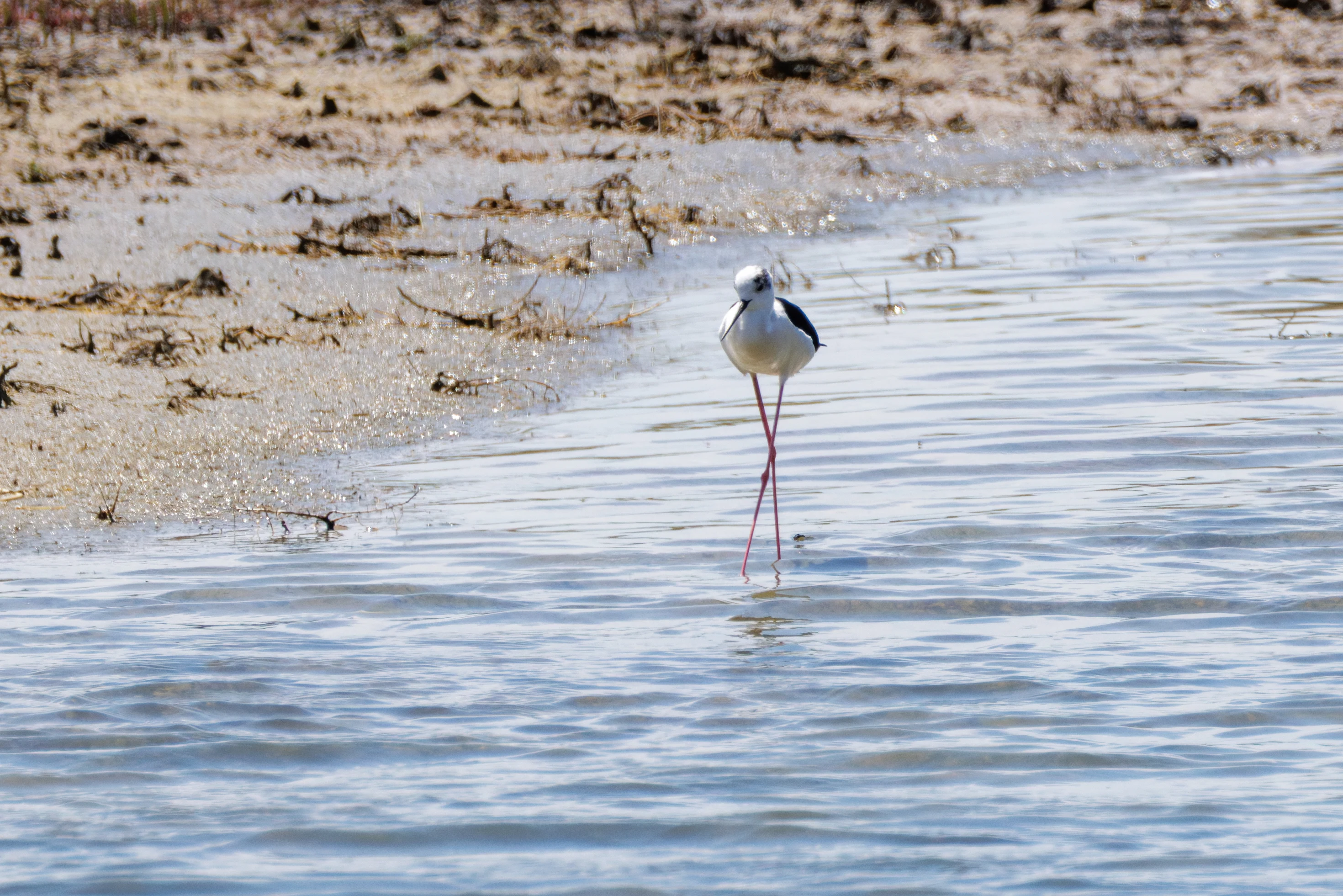 Black-winged Stilt, Danube Delta, Romania — photo by Orlando Prugel-Bennett