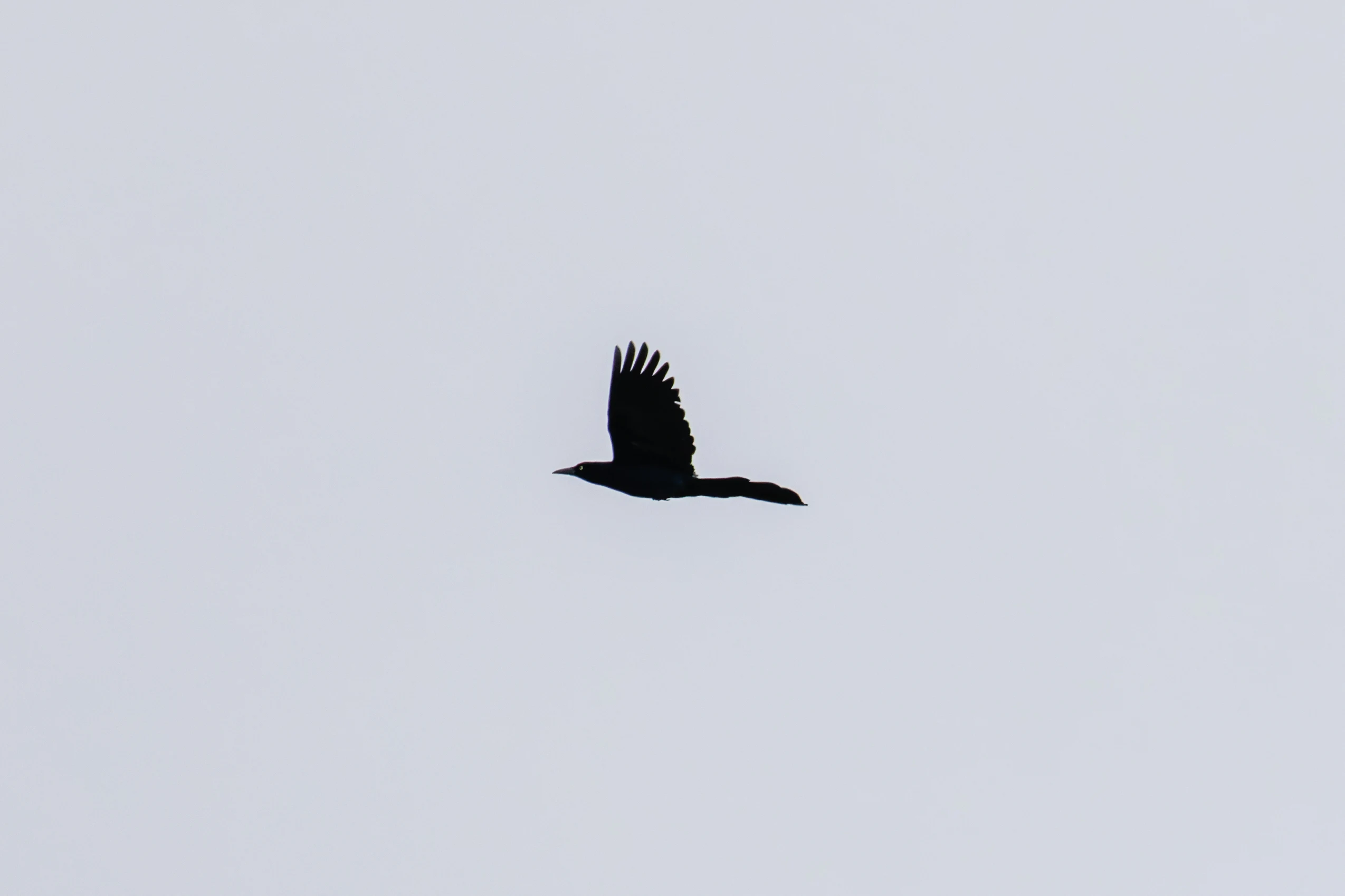 Boat-Tailed Grackle, Calshot, Hampshire, UK — photo by Orlando Prugel-Bennett