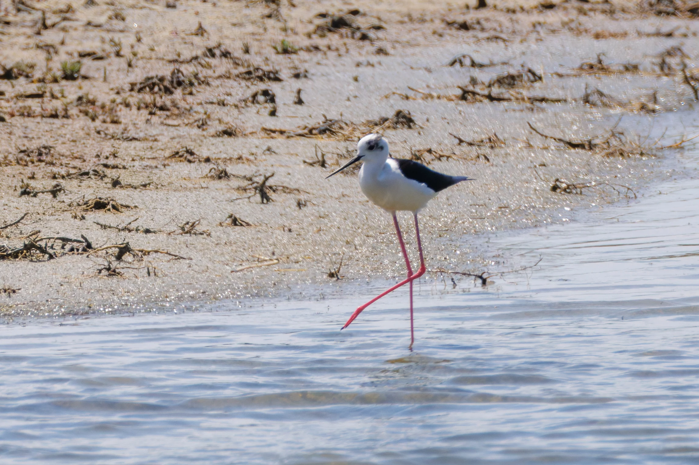 Black-winged Stilt, Danube Delta, Romania — photo by Orlando Prugel-Bennett