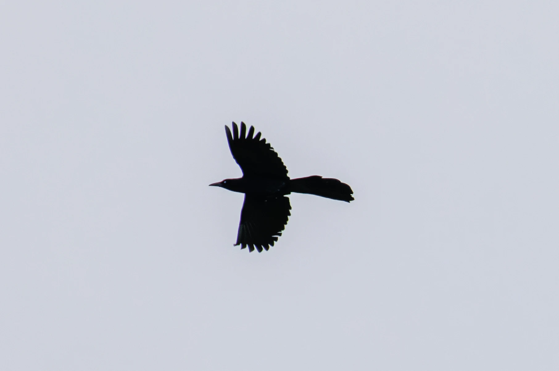 Boat-Tailed Grackle, Calshot, Hampshire, UK — photo by Orlando Prugel-Bennett