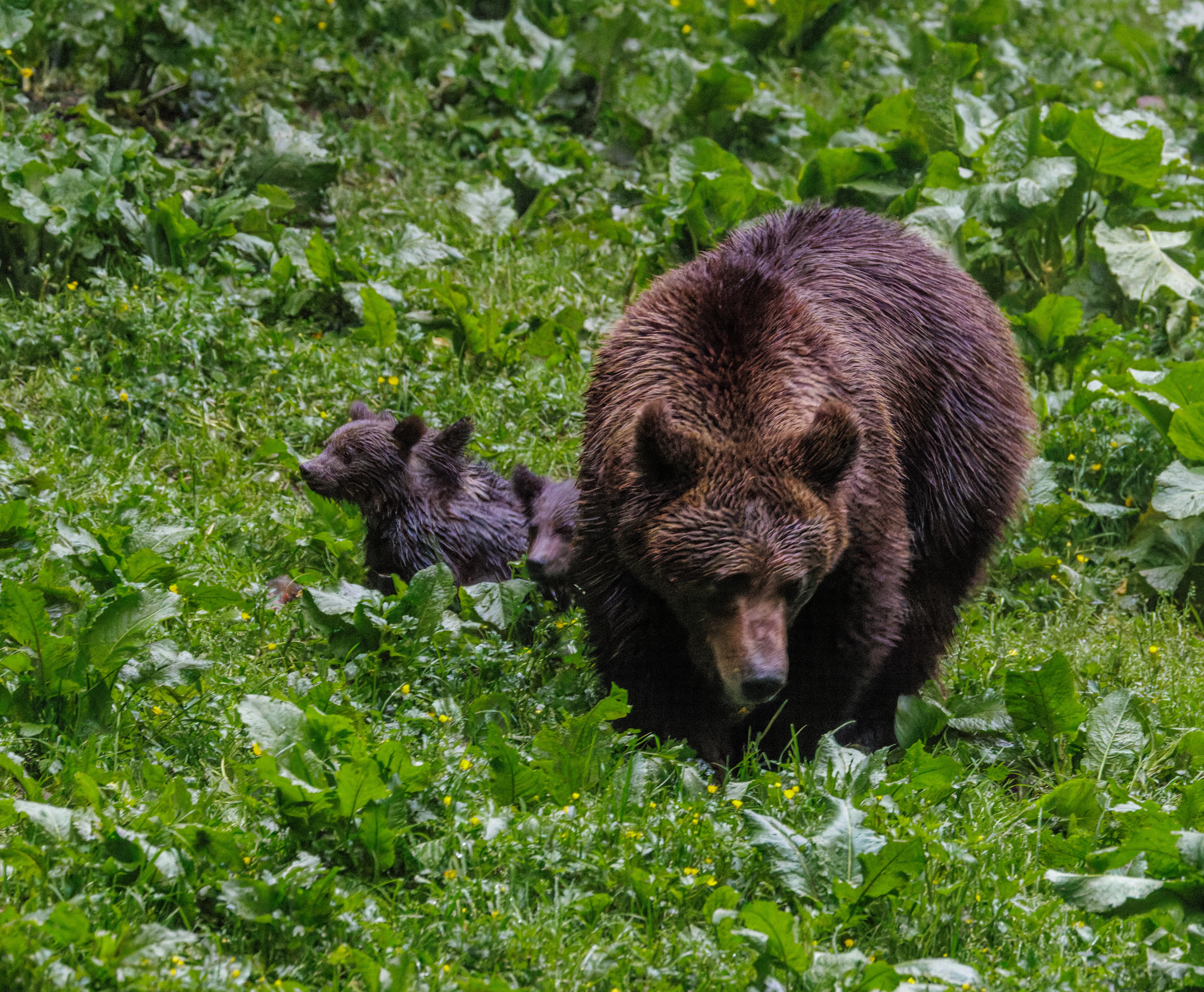 Brown Bear with cubs, Transylvania, Romania — photo by Orlando Prugel-Bennett