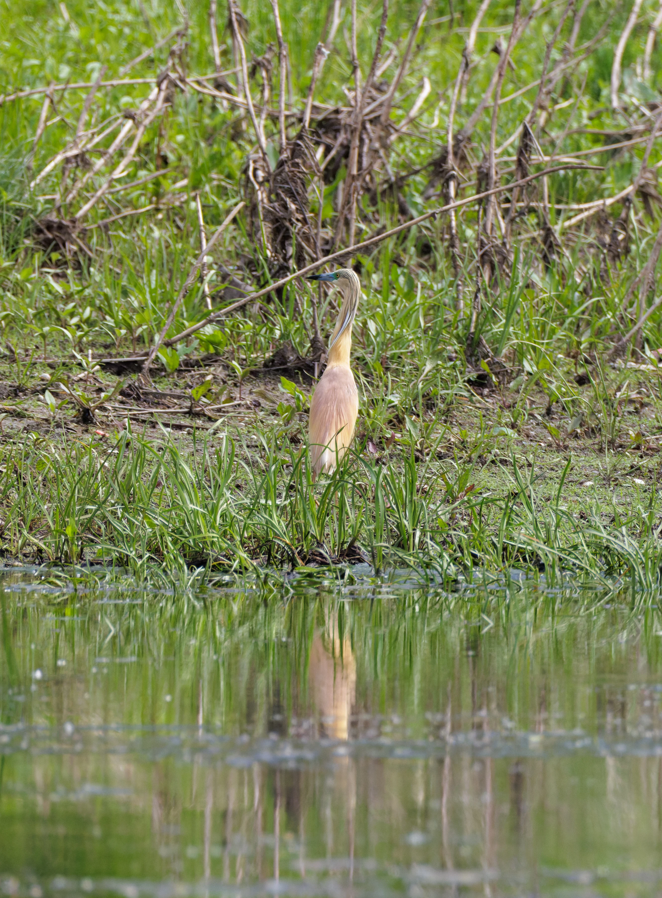 Squacco Heron, Danube Delta, Romania — photo by Orlando Prugel-Bennett