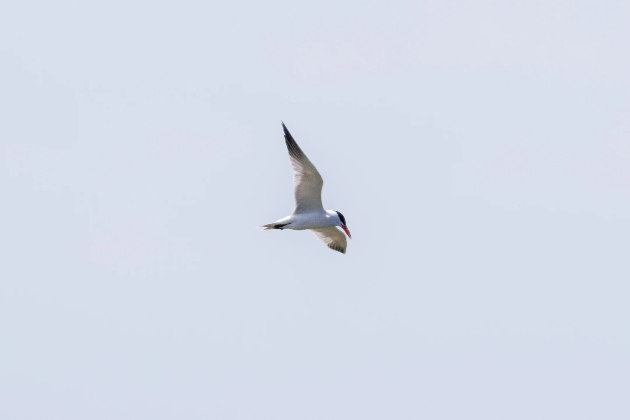 Caspian tern, Danube Delta, Romania — photo by Orlando Prugel-Bennett