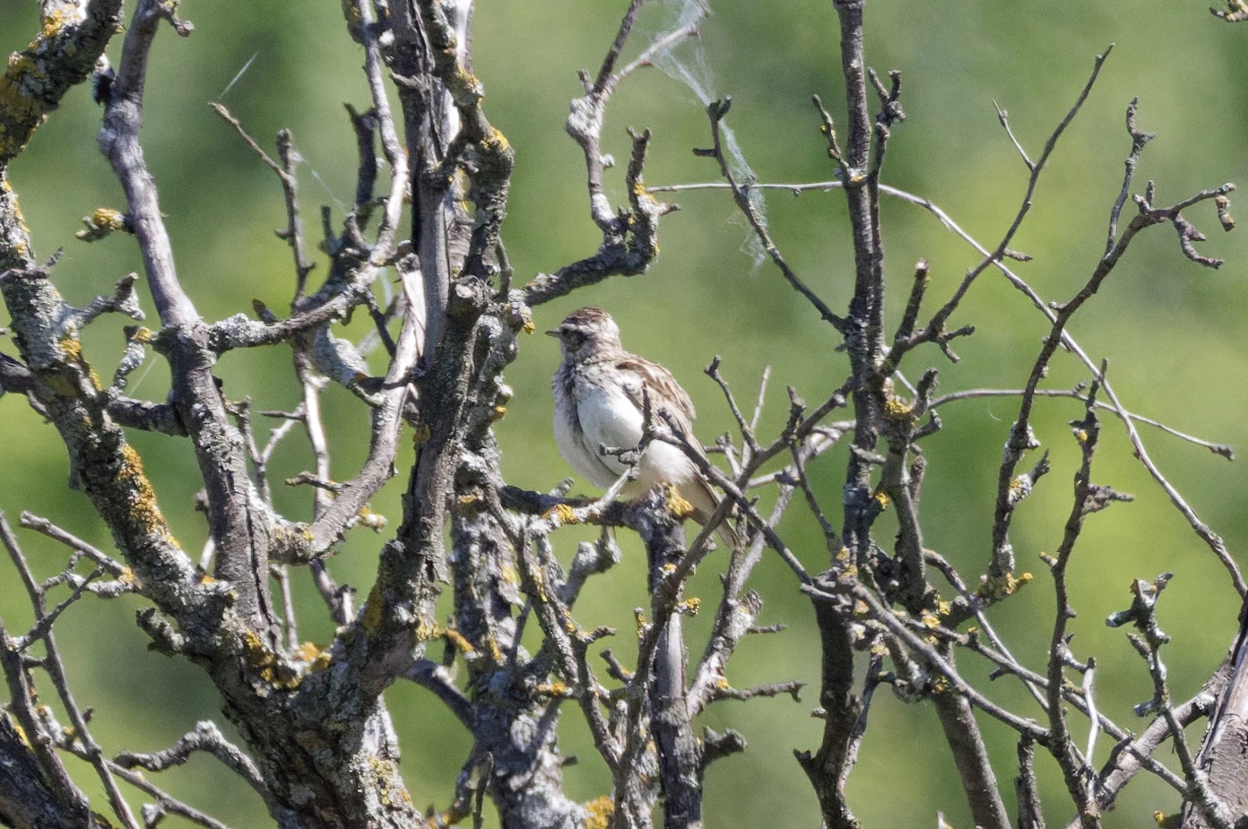 Woodlark, Romanian Steppe, Romania — photo by Orlando Prugel-Bennett
