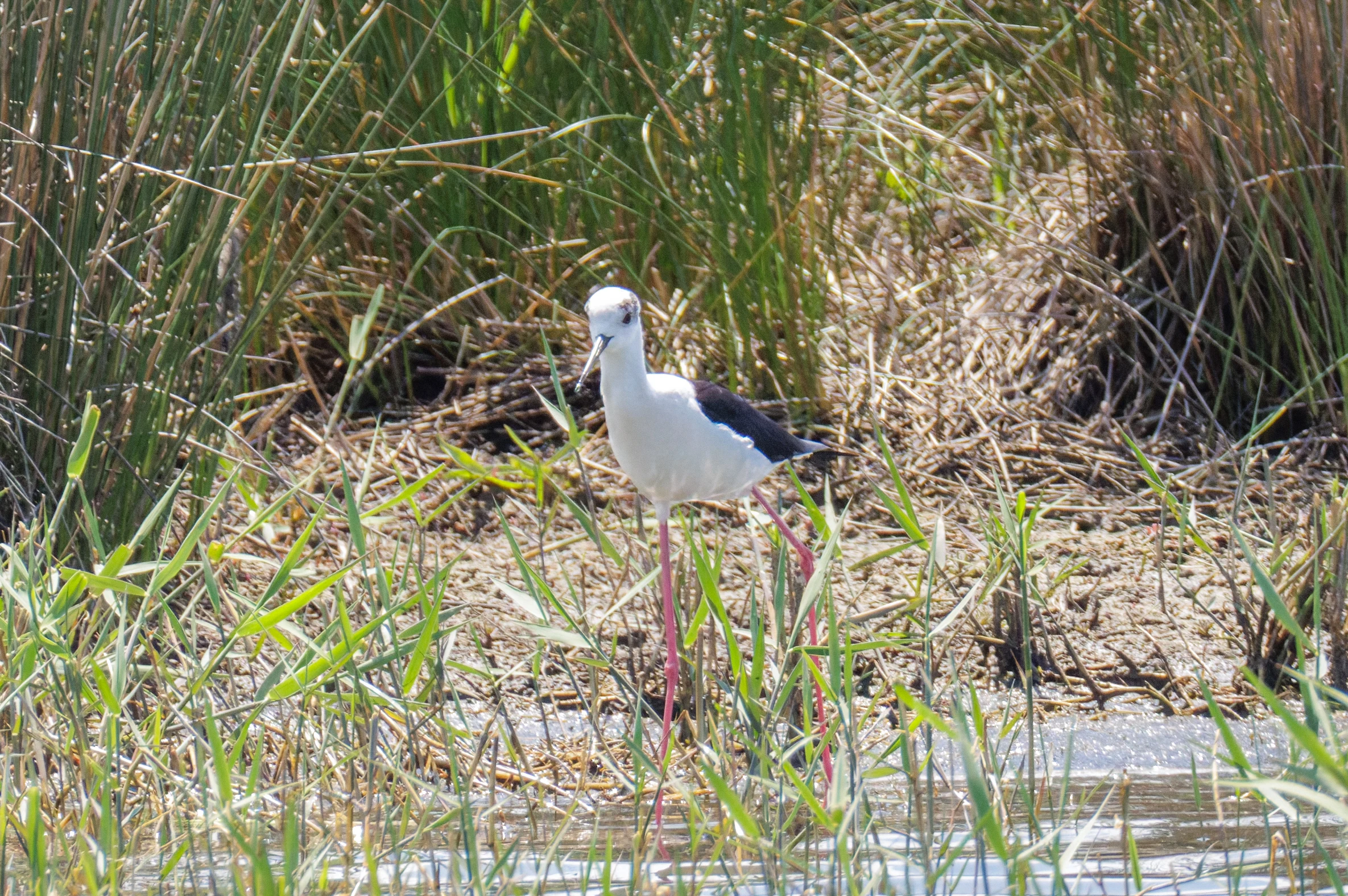 Black-winged Stilt, Danube Delta, Romania — photo by Orlando Prugel-Bennett