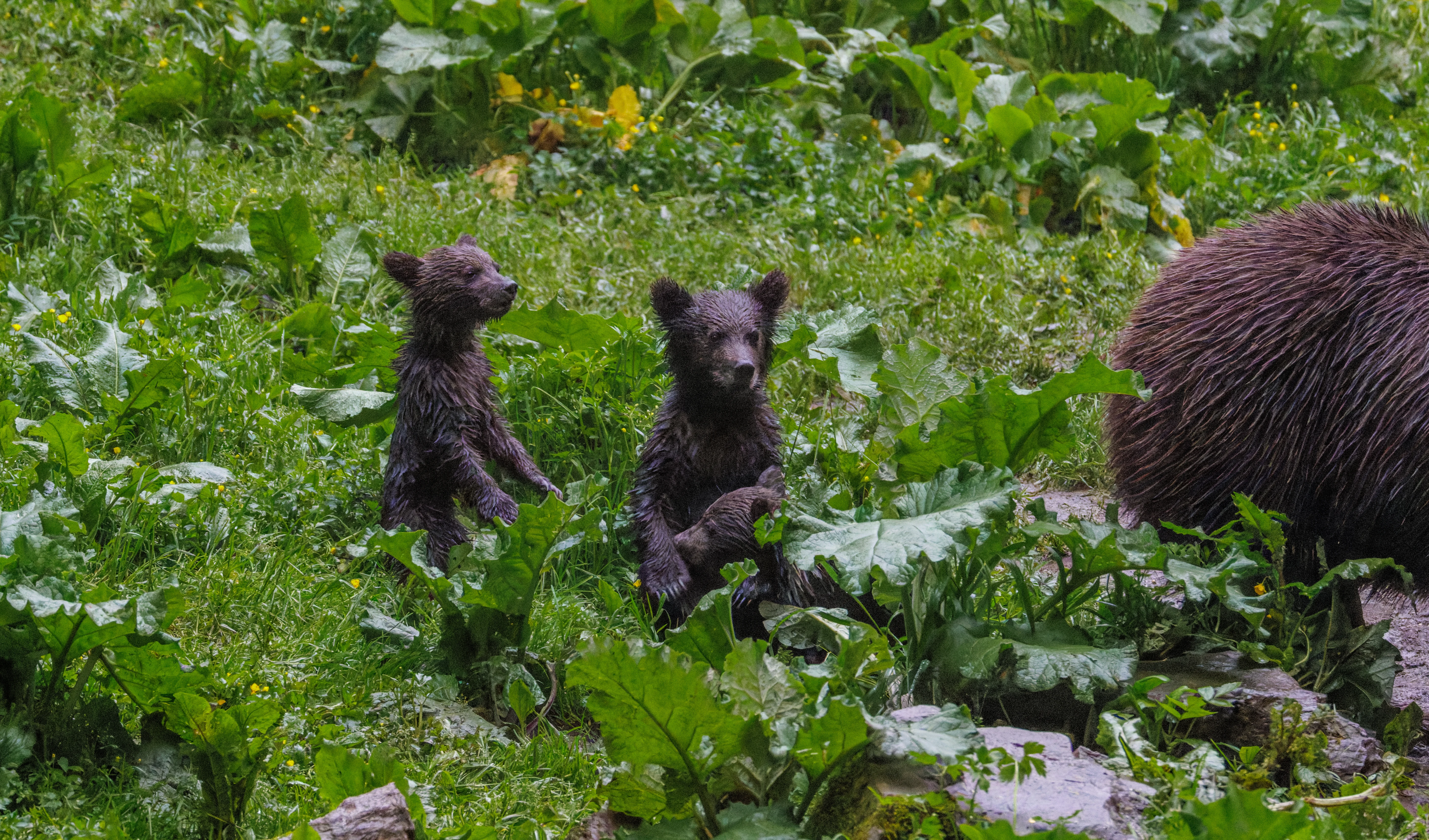 Brown Bear with cubs, Transylvania, Romania — photo by Orlando Prugel-Bennett