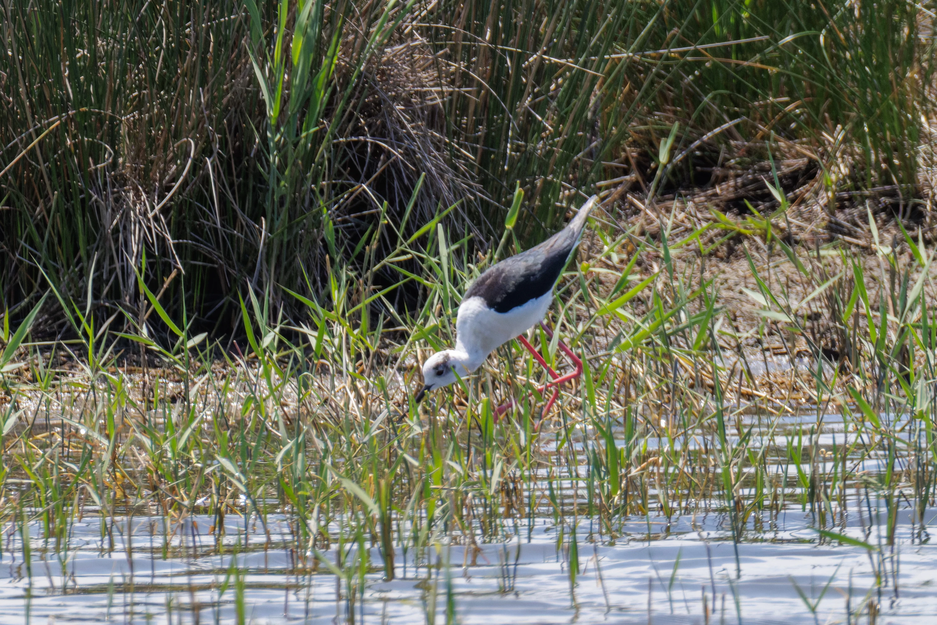 Black-winged Stilt, Danube Delta, Romania — photo by Orlando Prugel-Bennett
