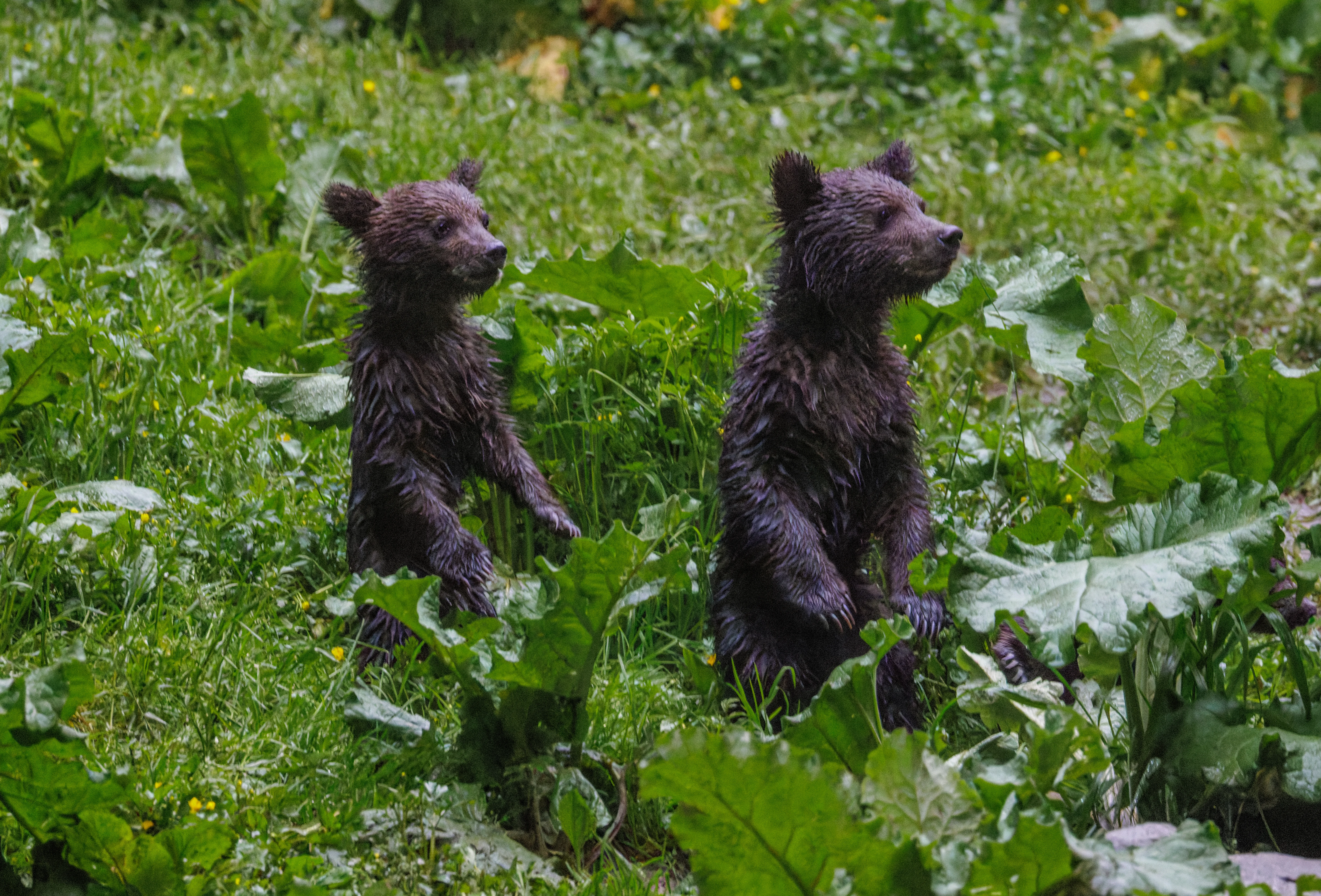 Brown Bear Cubs, Transylvania, Romania — photo by Orlando Prugel-Bennett