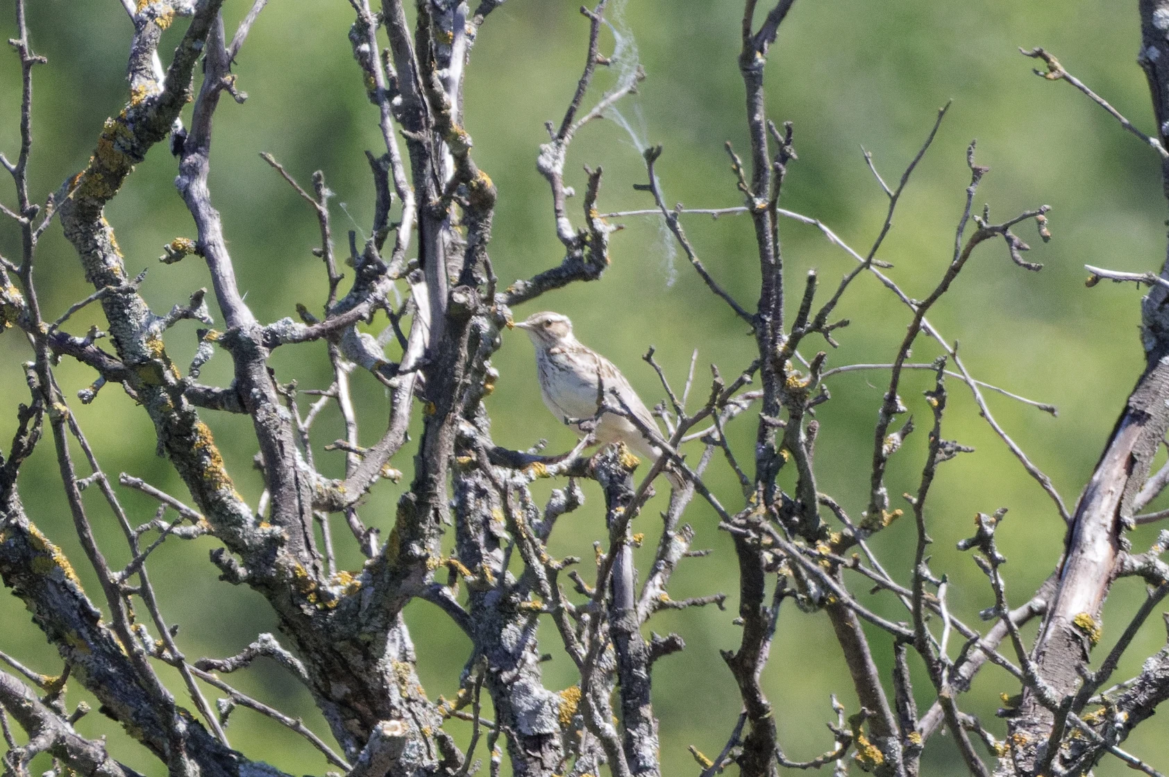 Woodlark, Romanian Steppe, Romania — photo by Orlando Prugel-Bennett