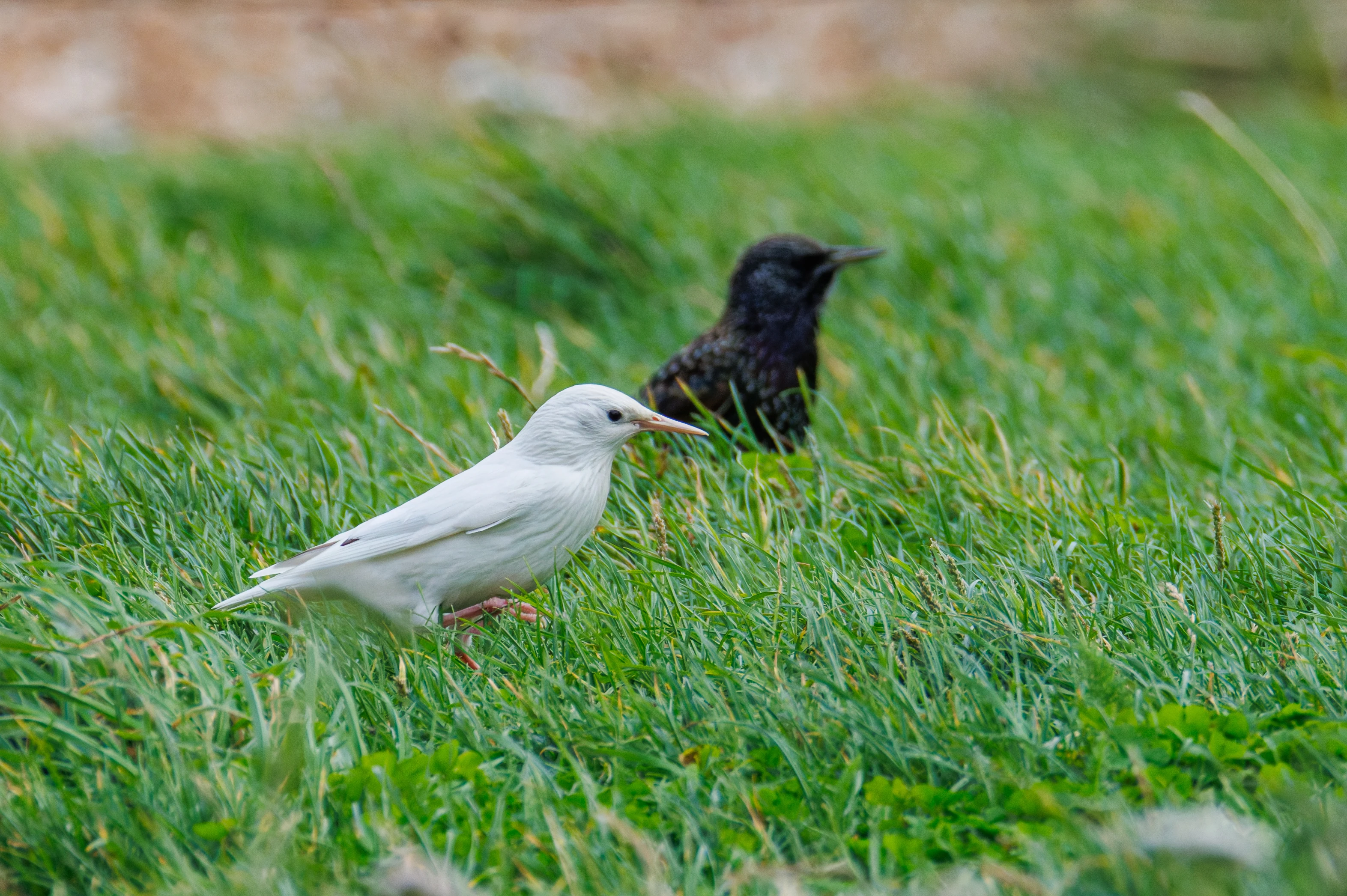 Leucistic and Common Starling, Calshot, Hampshire, UK — photo by Orlando Prugel-Bennett