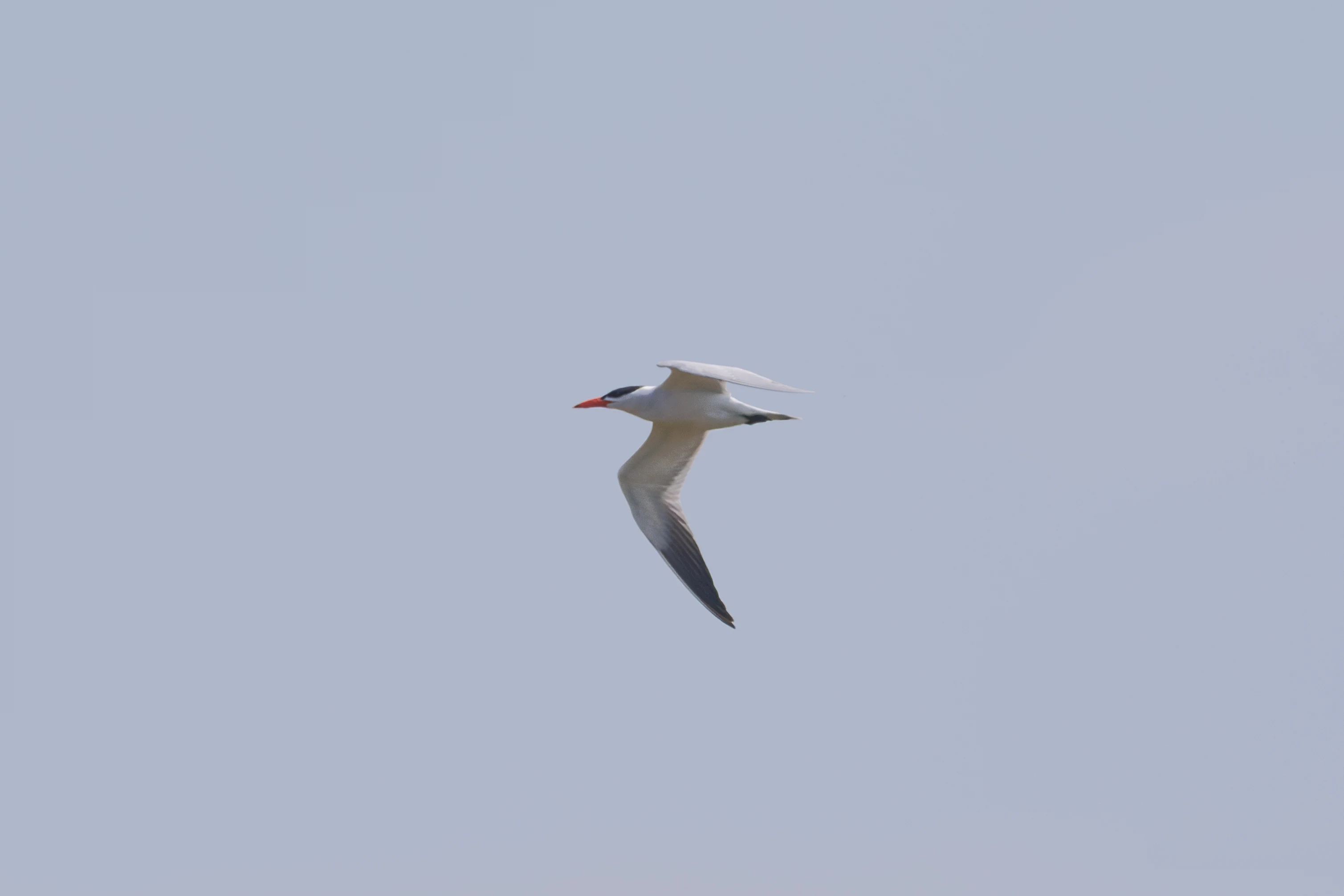Caspian tern, Danube Delta, Romania — photo by Orlando Prugel-Bennett