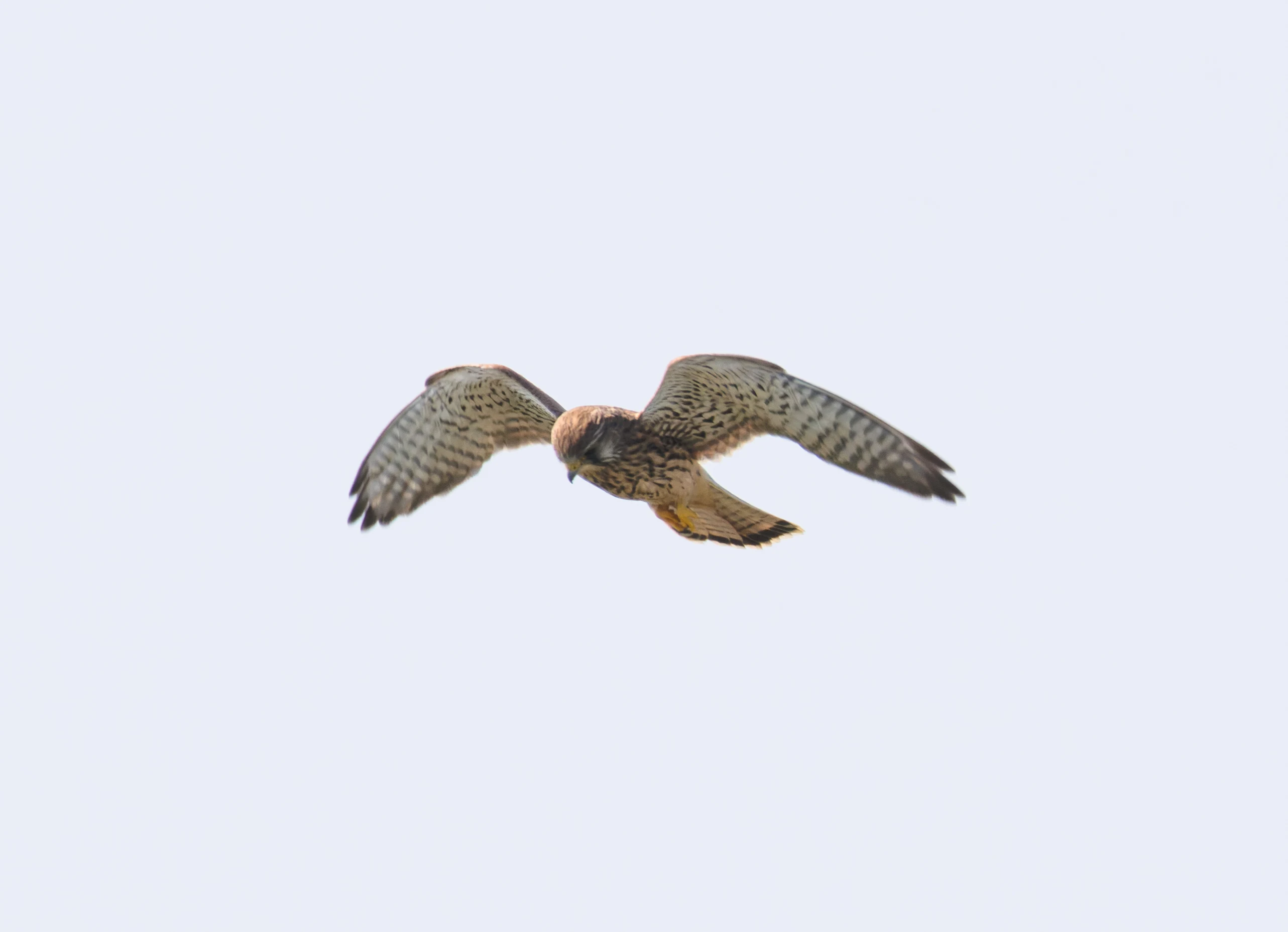 Kestrel, Hamble, Hampshire, UK — photo by Orlando Prugel-Bennett