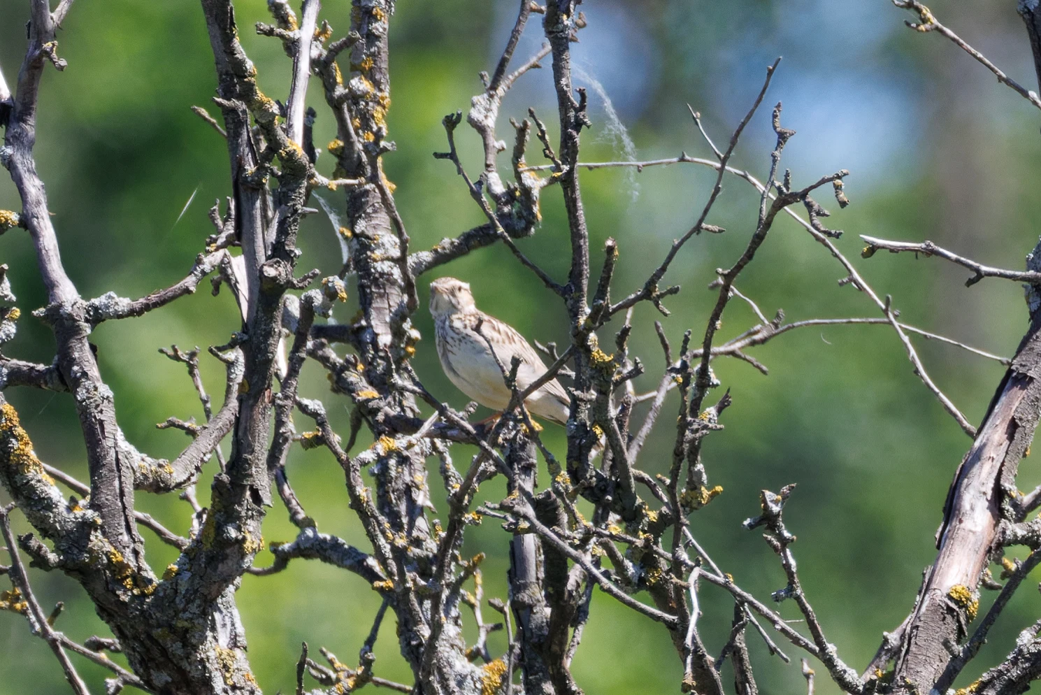 Tree Pipit, Romanian Steppe, Romania — photo by Orlando Prugel-Bennett
