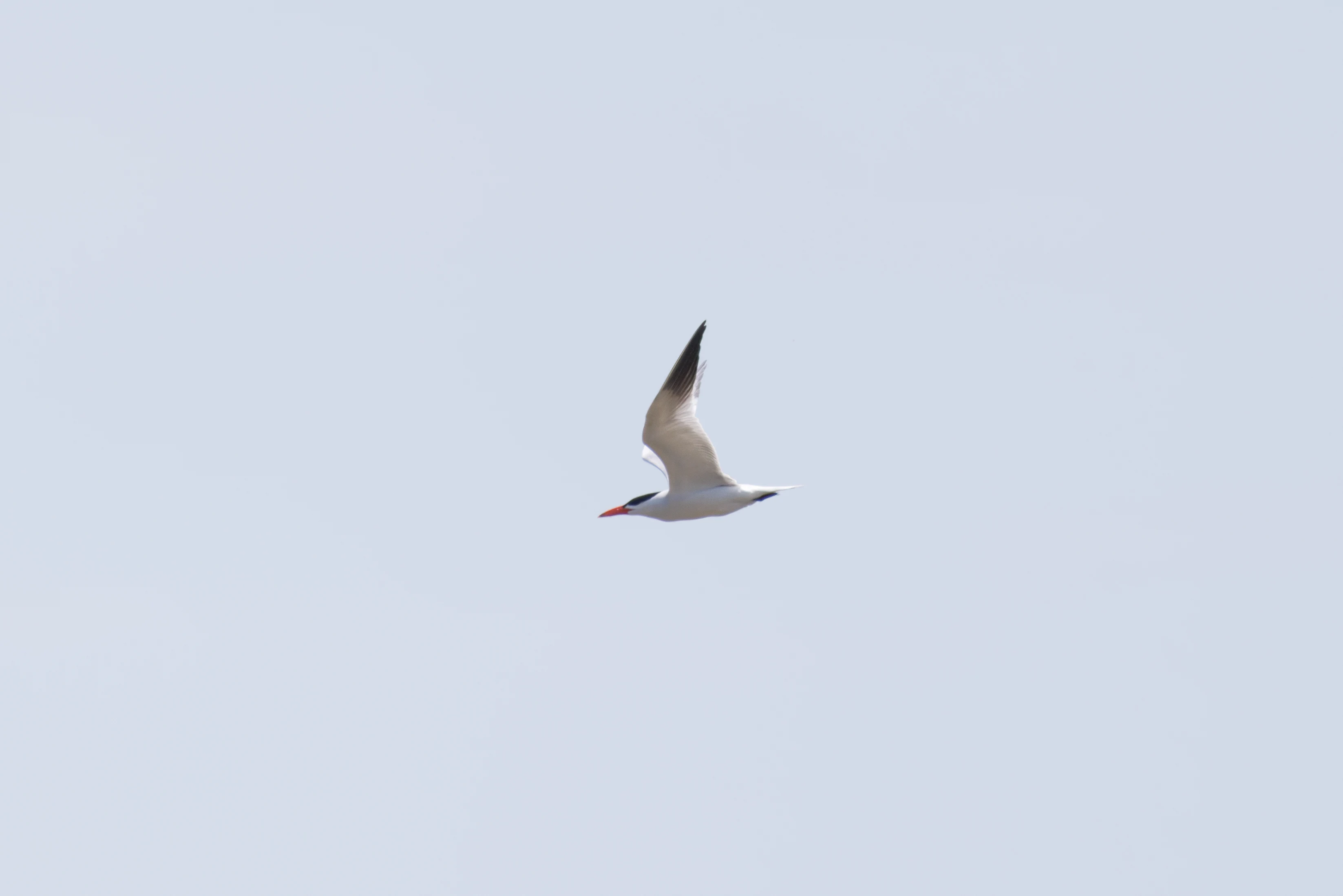 Caspian tern, Danube Delta, Romania — photo by Orlando Prugel-Bennett