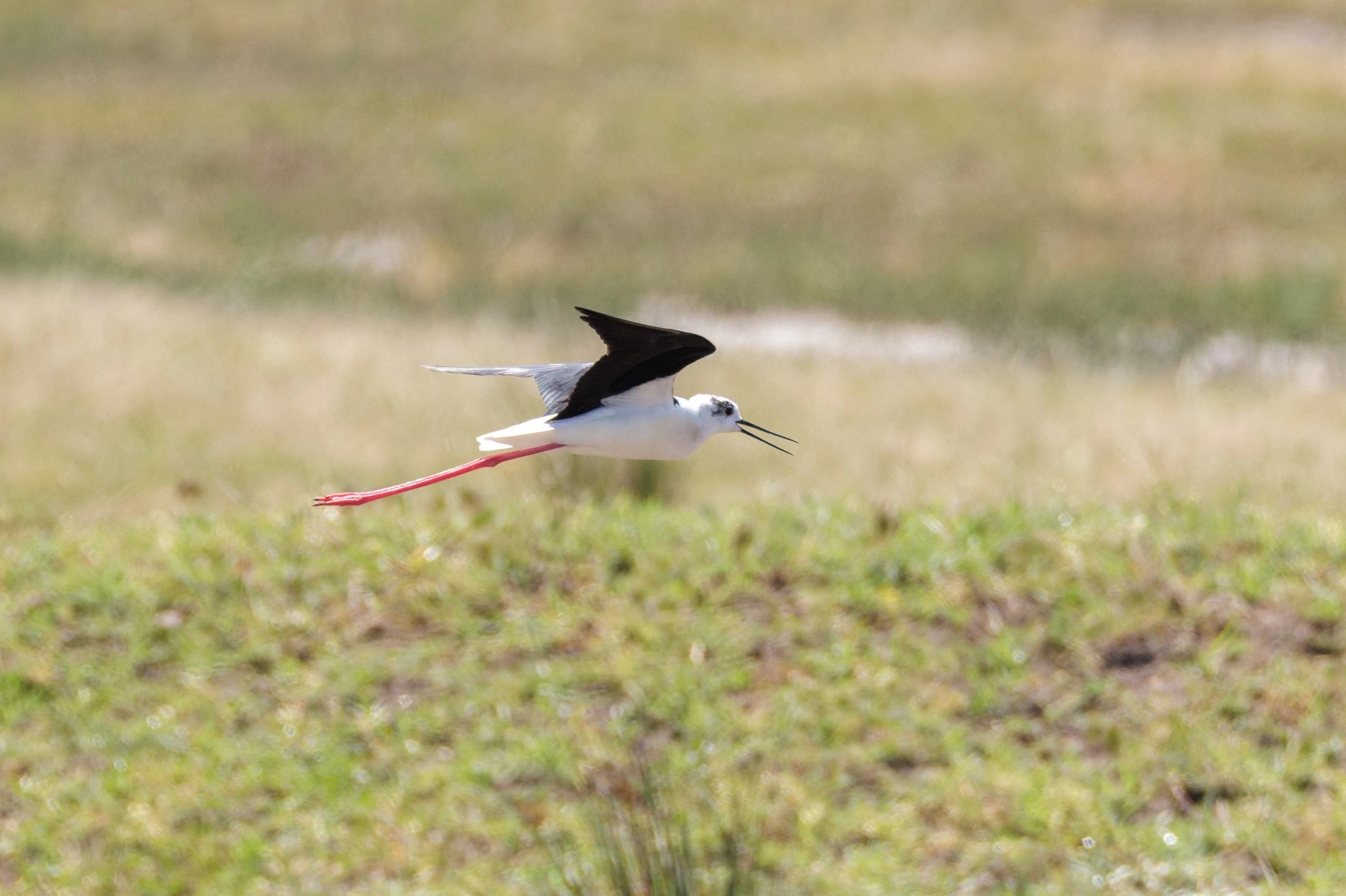 Black-winged Stilt, Danube Delta, Romania — photo by Orlando Prugel-Bennett