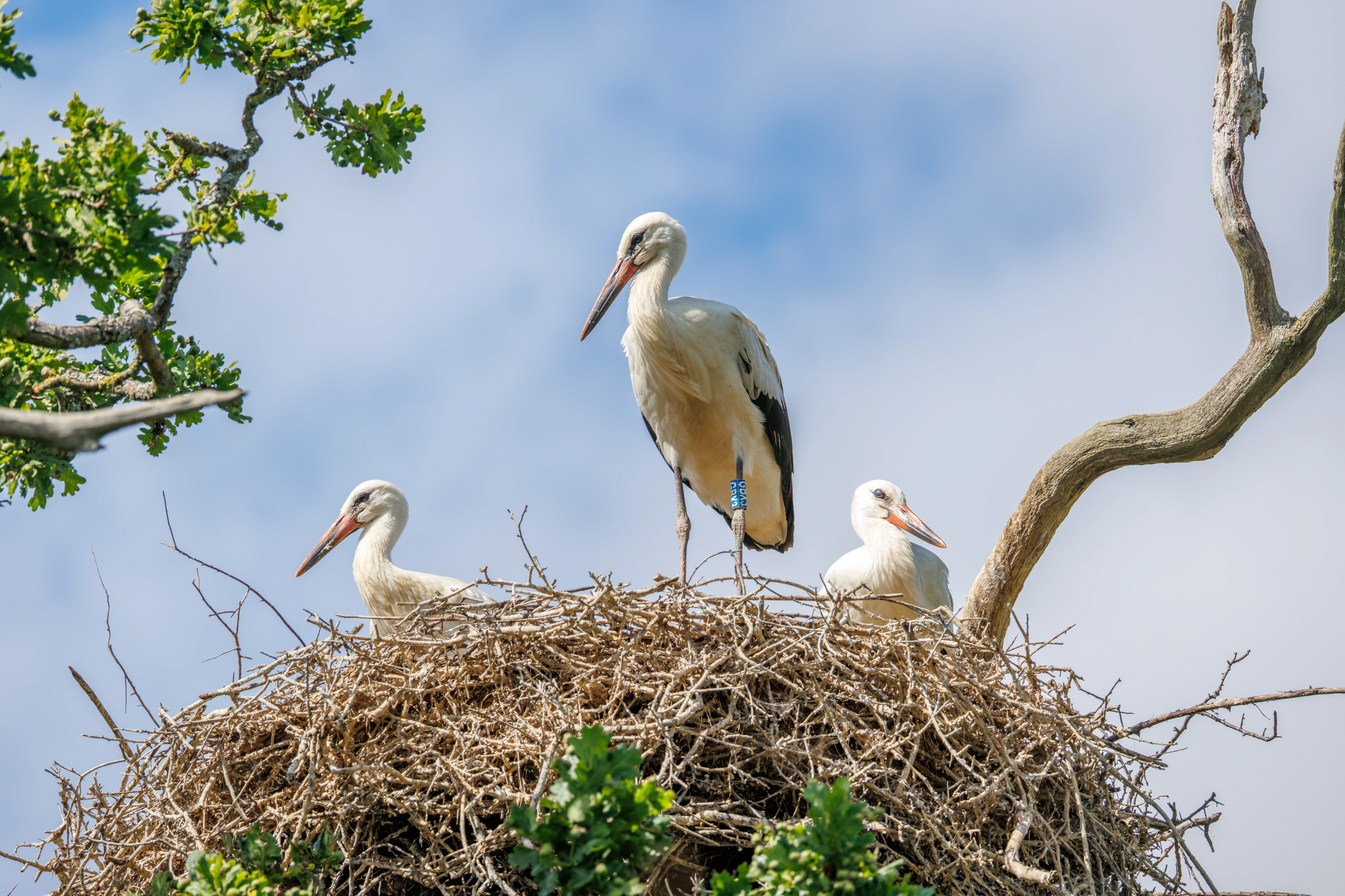 White Storks in nest, Knepp, Horsham, West Sussex, UK — photo by Orlando Prugel-Bennett