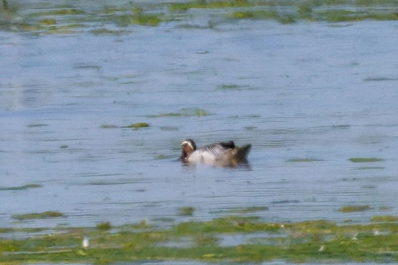 Garganey Duck, Romanian Steppe, Romania — photo by Orlando Prugel-Bennett