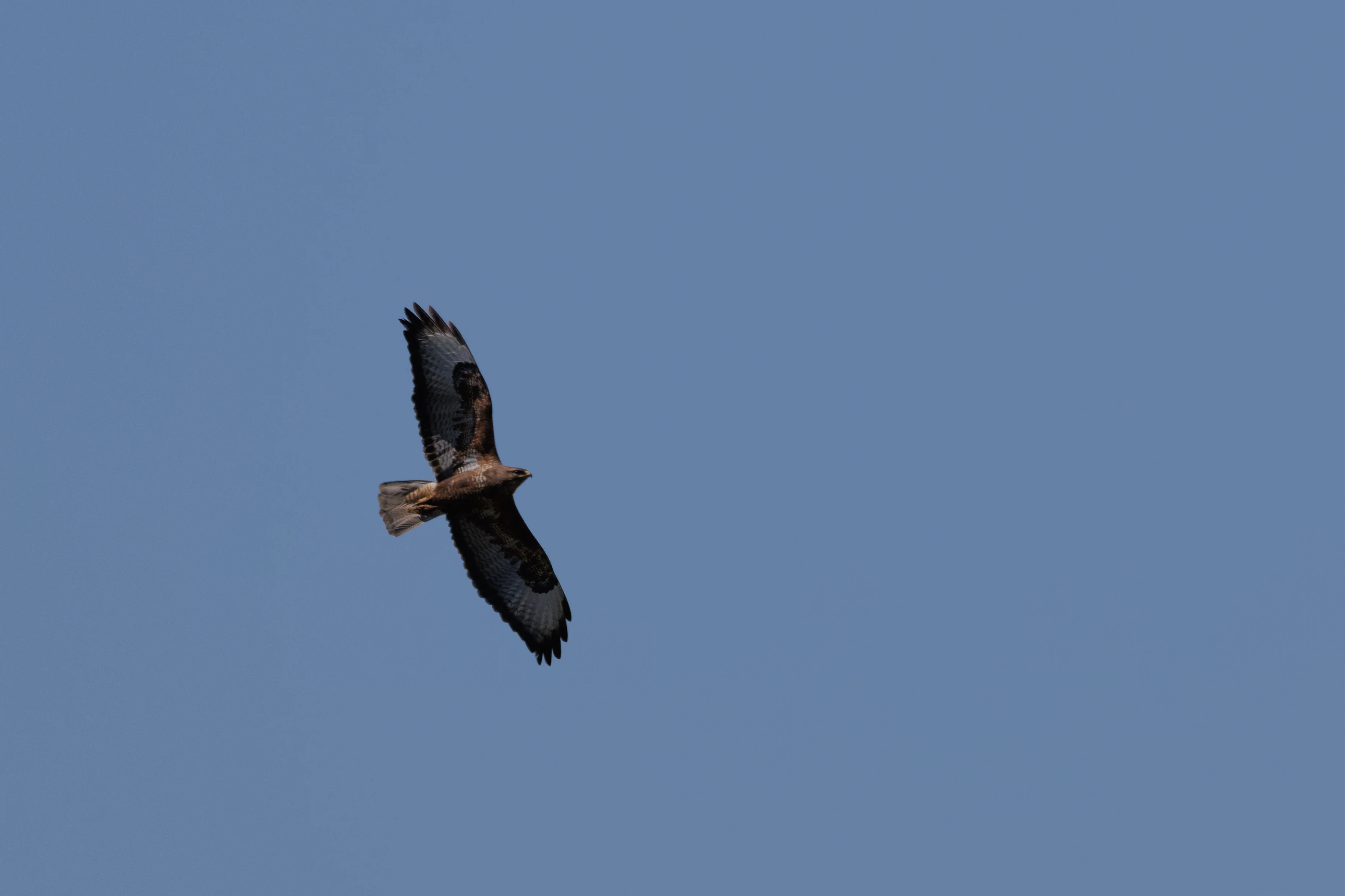Common Buzzard, Romanian Steppe, Romania — photo by Orlando Prugel-Bennett