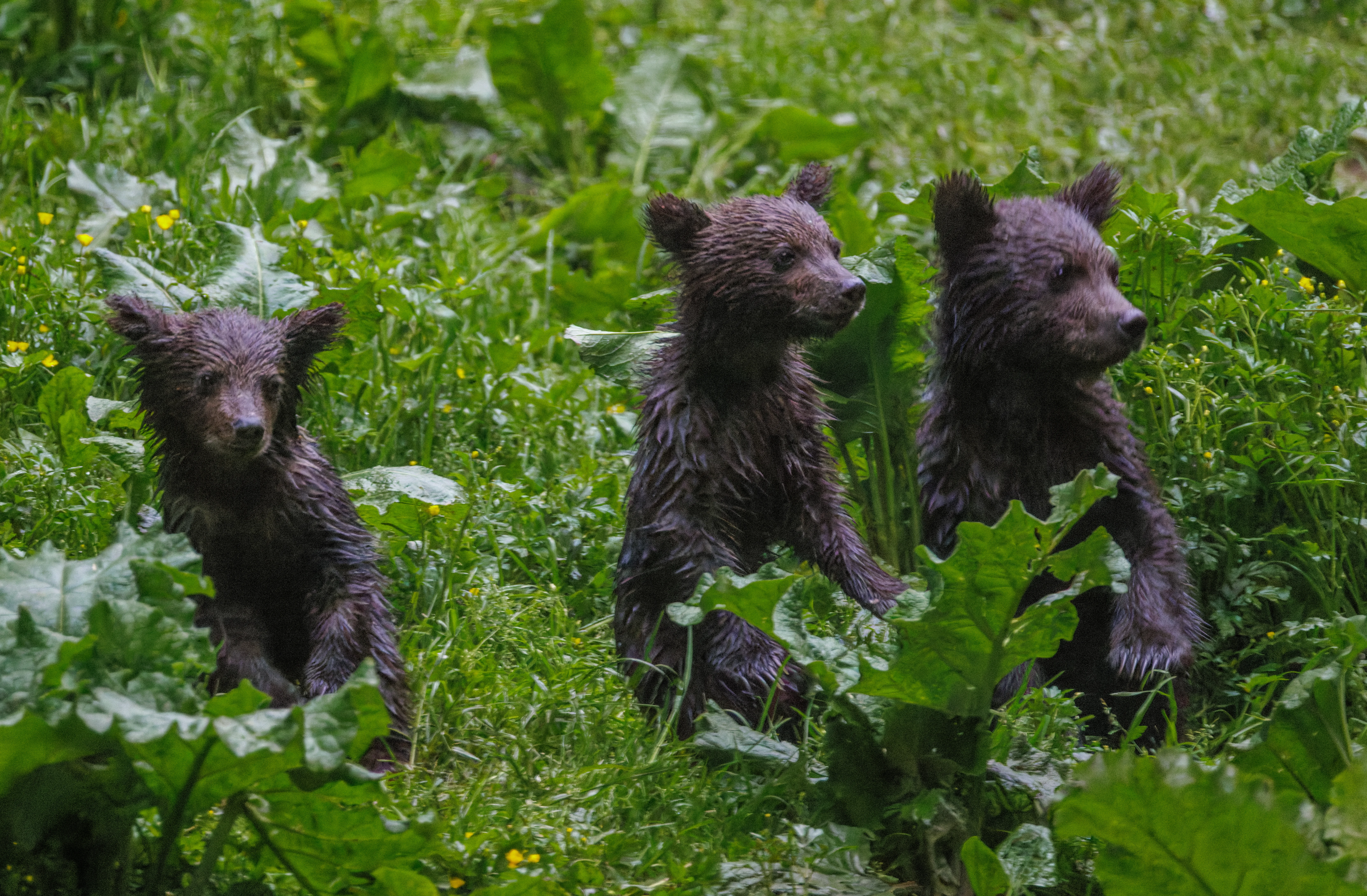 Brown Bear Cubs, Transylvania, Romania — photo by Orlando Prugel-Bennett