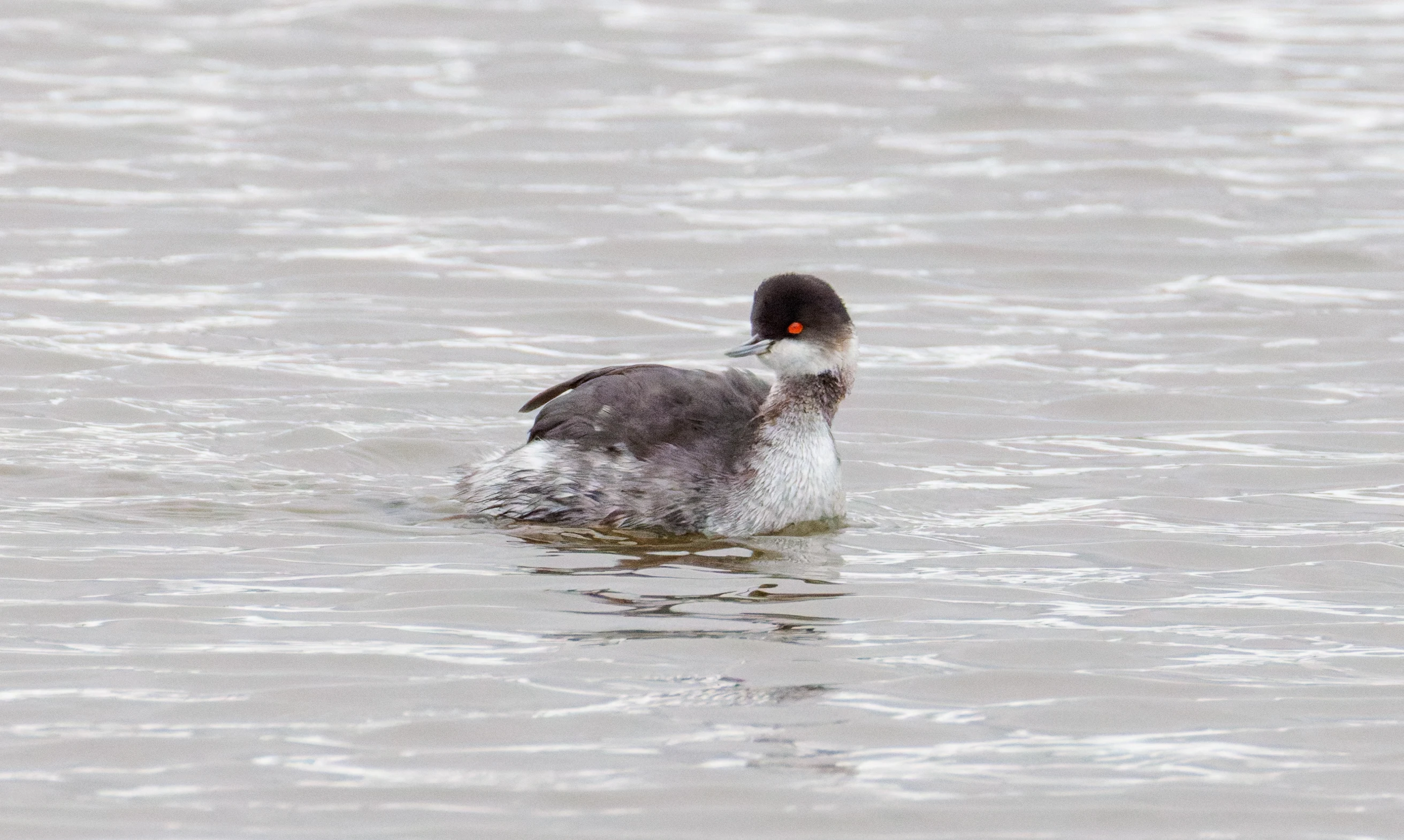 Black-necked Grebe, Clot de Galvany, Alicante, Spain — photo by Orlando Prugel-Bennett