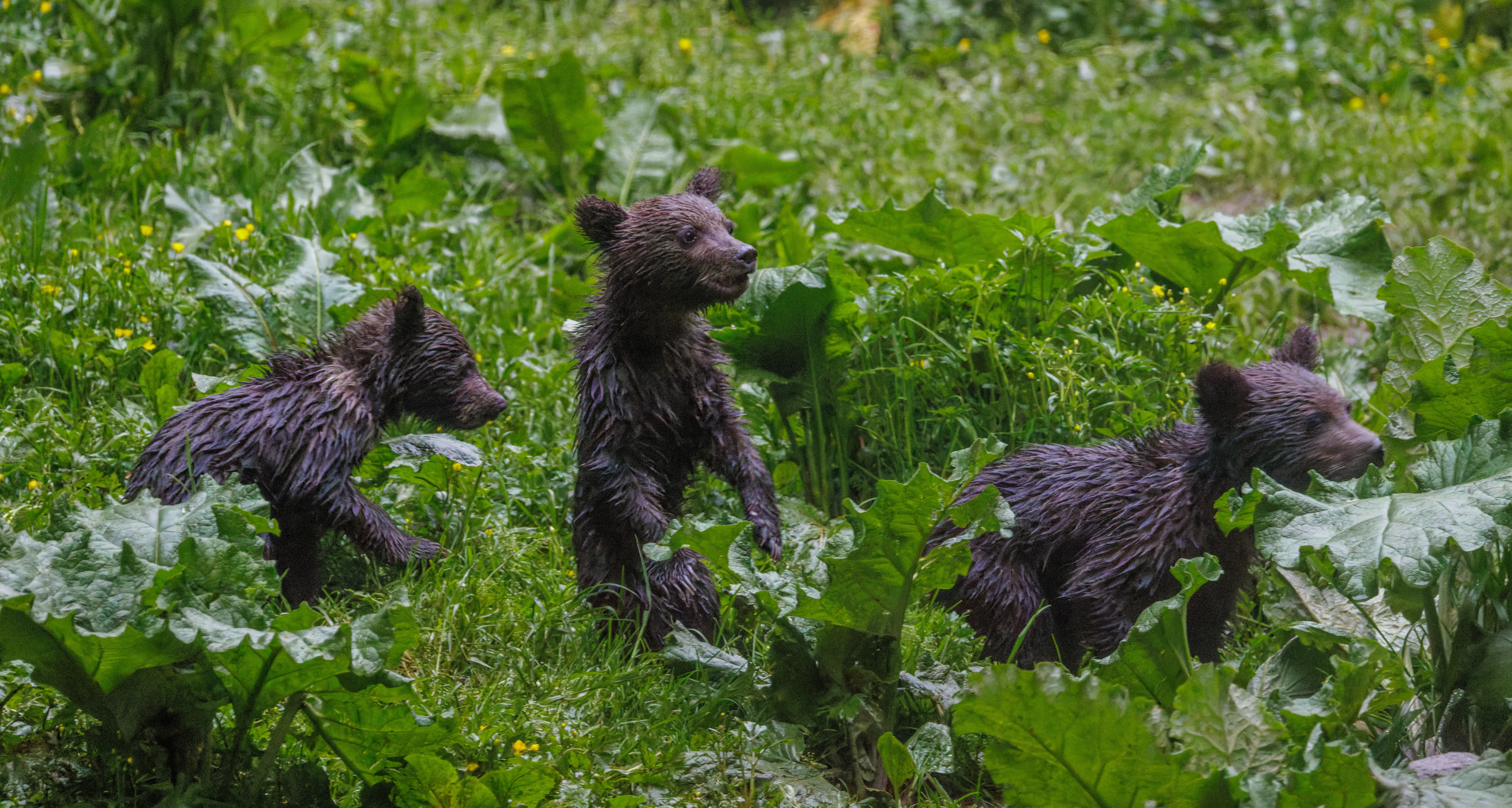 Brown Bear Cubs, Transylvania, Romania — photo by Orlando Prugel-Bennett
