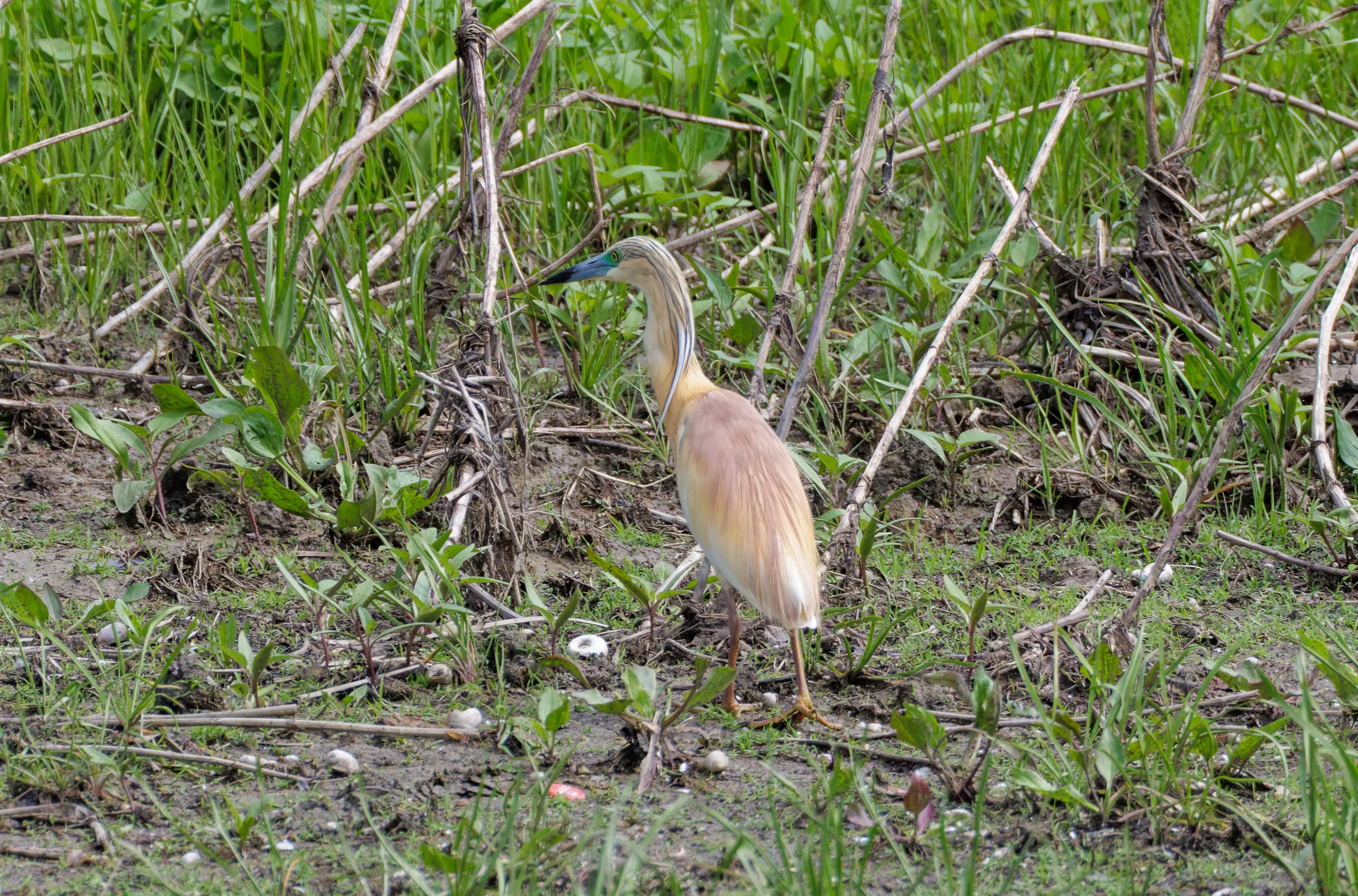 Squacco Heron, Danube Delta, Romania — photo by Orlando Prugel-Bennett
