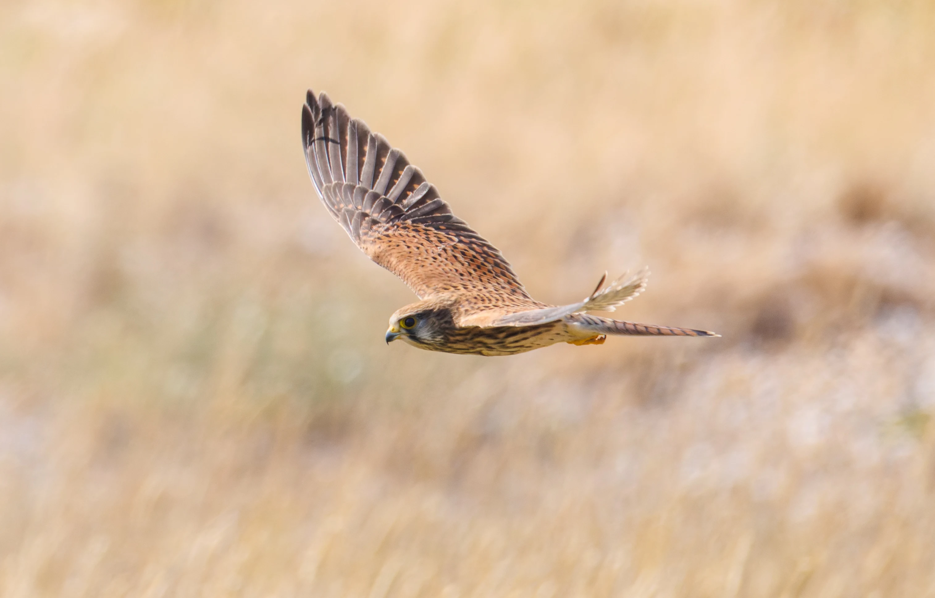 Kestrel, Hamble, Hampshire, UK — photo by Orlando Prugel-Bennett
